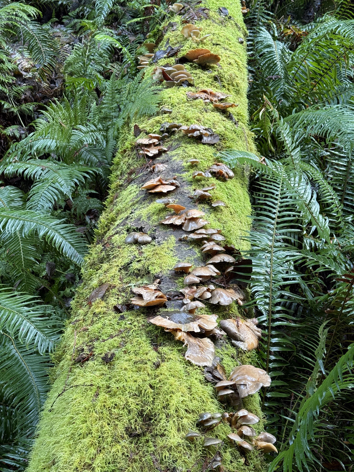 A moss-covered fallen log lined with wild mushrooms, framed by sword ferns in the Olympic rainforest