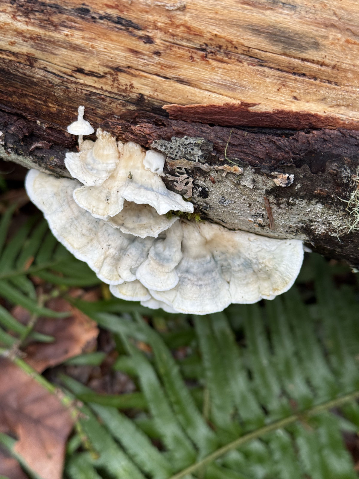 White bracket fungi growing along the underside of a fallen log above green ferns