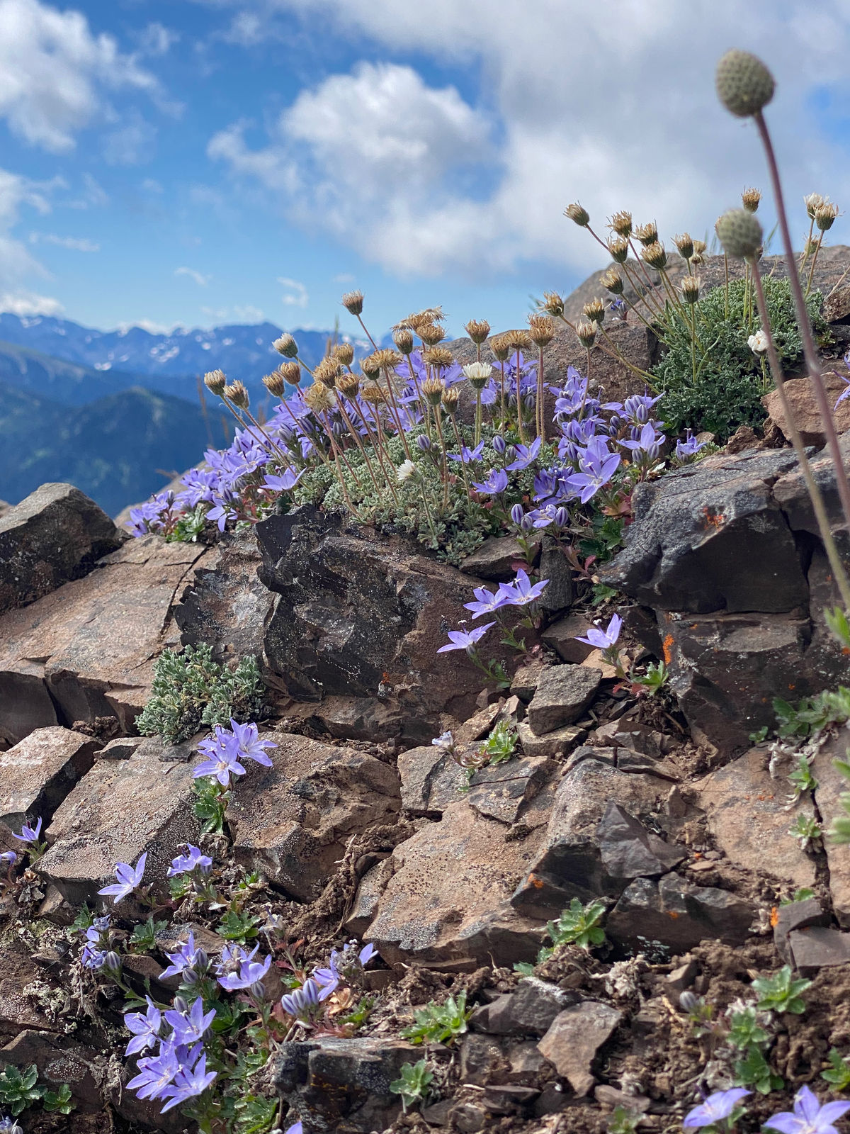 A meadow of wildflowers in Olympic National Park
