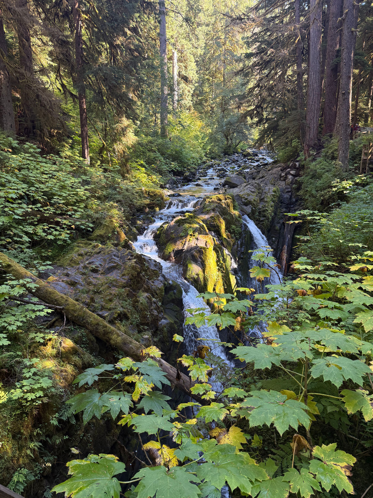 A creek cascading over mossy rock through old-growth forest in Olympic National Park