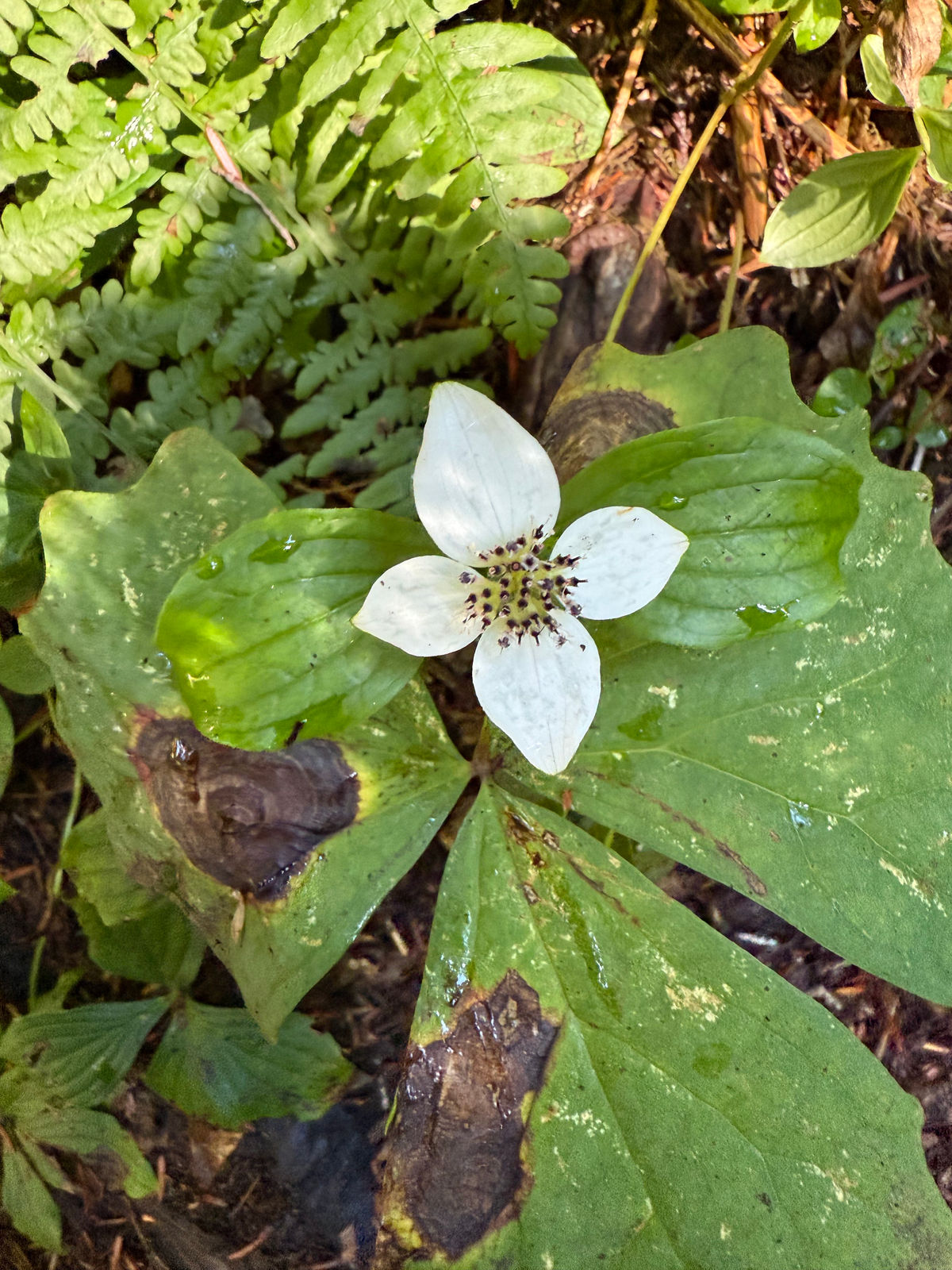 A forest scene in Olympic National Park