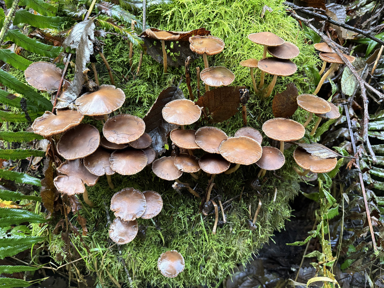 A dense cluster of brown mushrooms growing on a moss-covered log