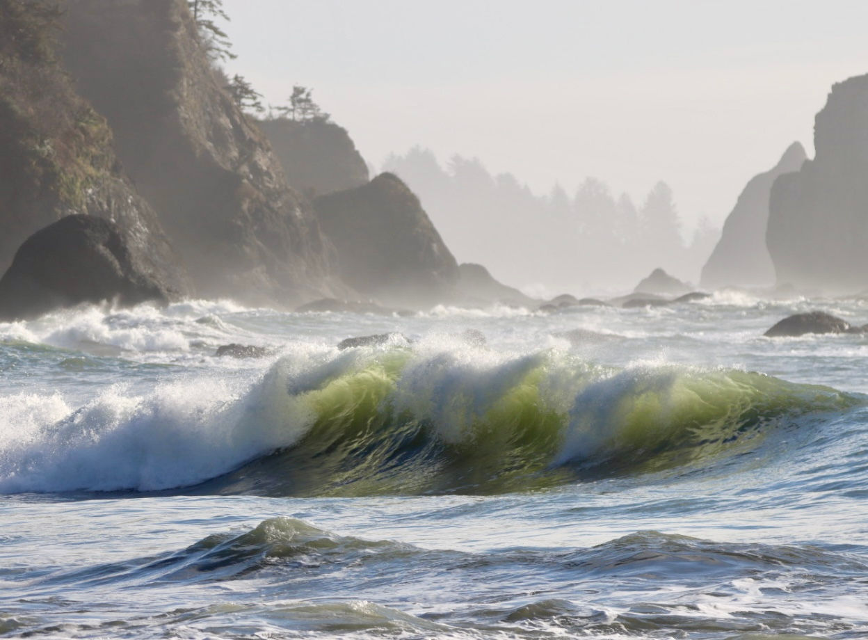 Landscape from a Friends of Olympic National Park project site