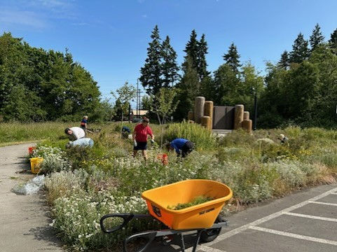 Volunteers removing invasive plants at the Olympic National Park entrance sign garden