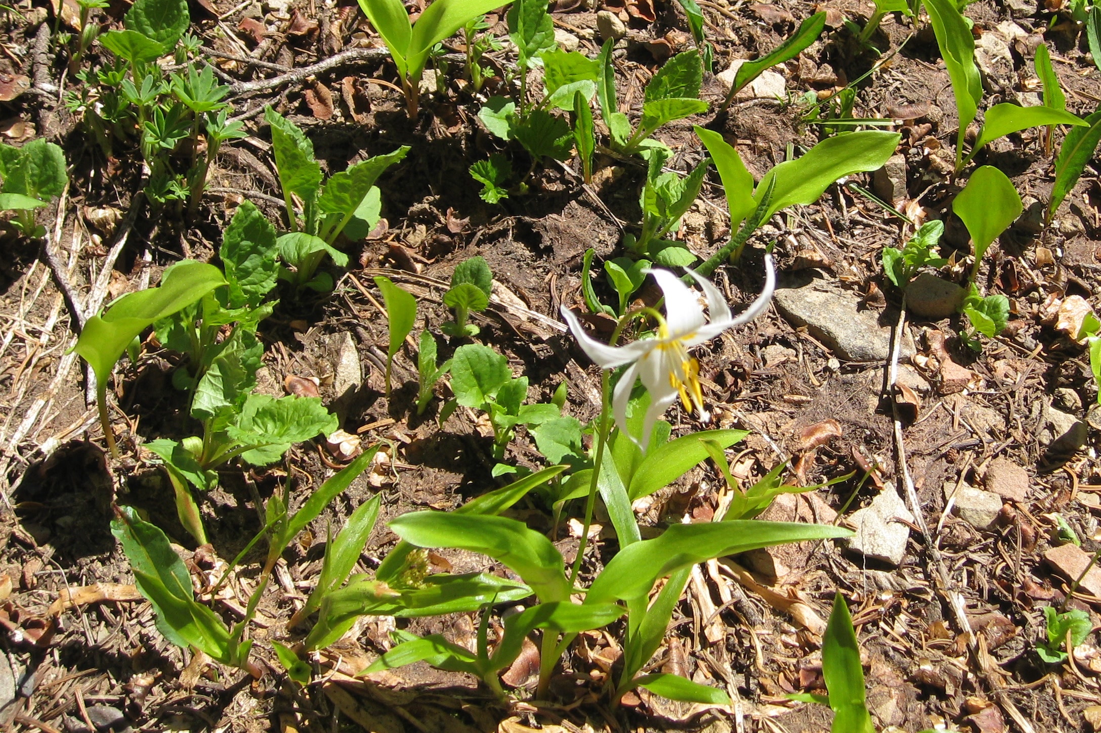 A single white avalanche lily nodding above fresh green leaves on bare, recently thawed ground on Hurricane Hill