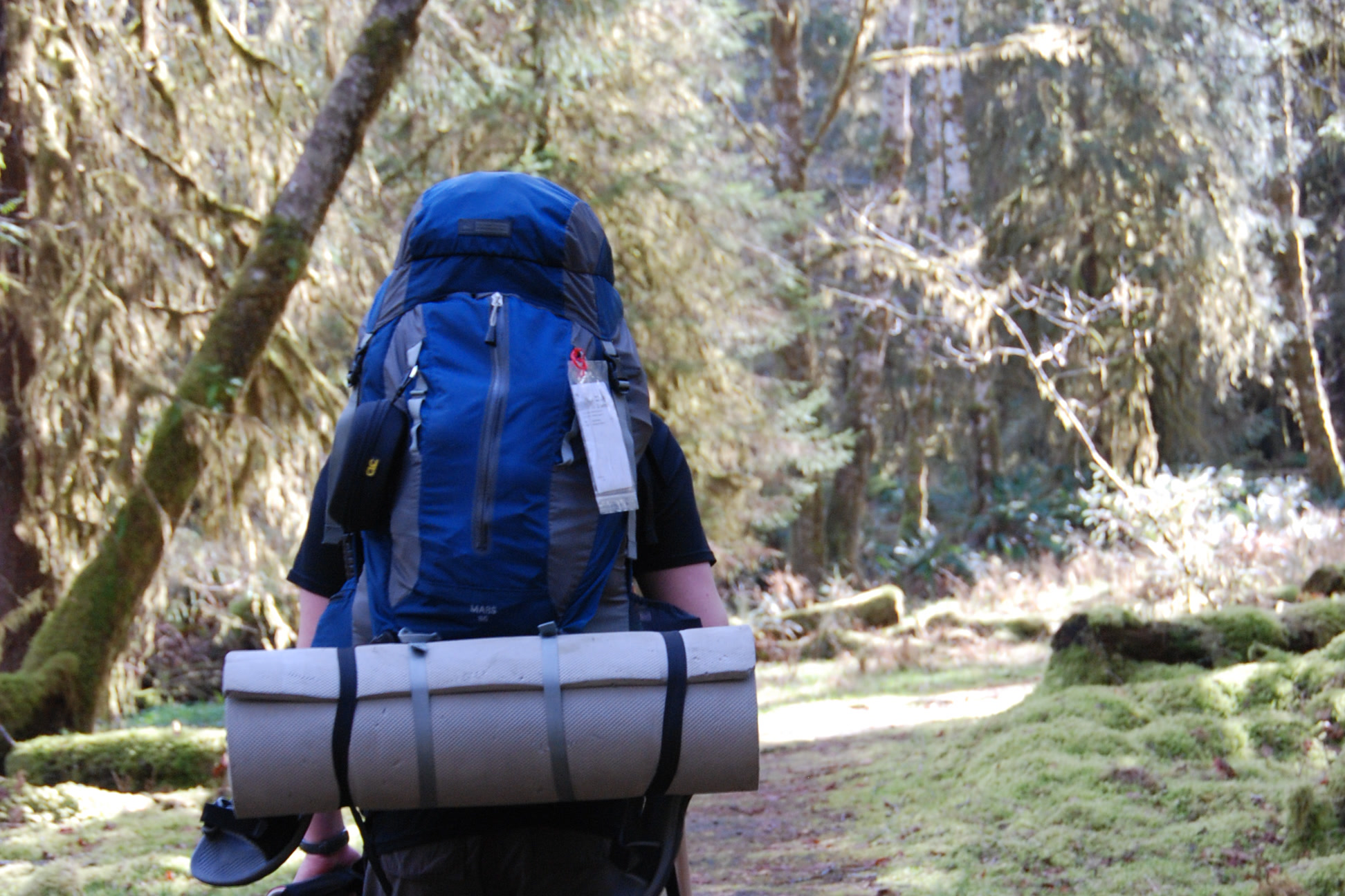 A backpacker seen from behind with a large blue pack and rolled sleeping pad, walking a mossy trail in the Hoh Rain Forest