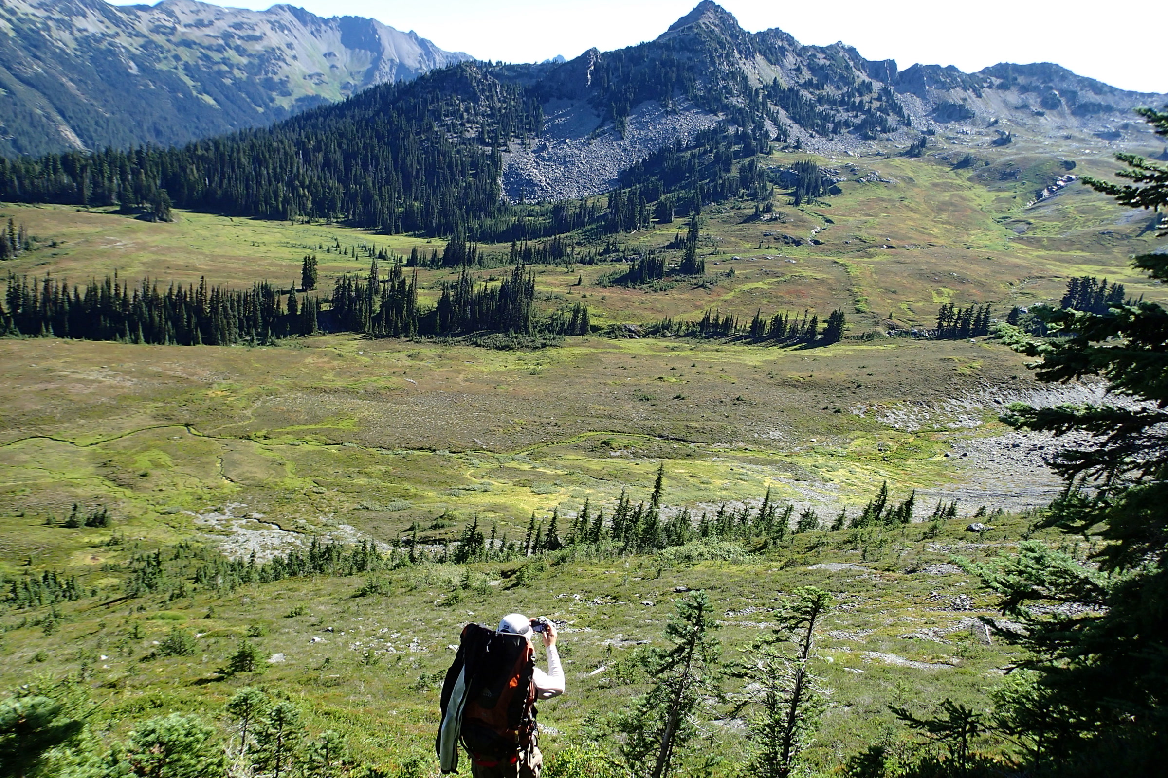 A backpacker with a large pack crossing a green subalpine meadow below a forested ridge, a backcountry trip that needs an Olympic National Park wilderness permit