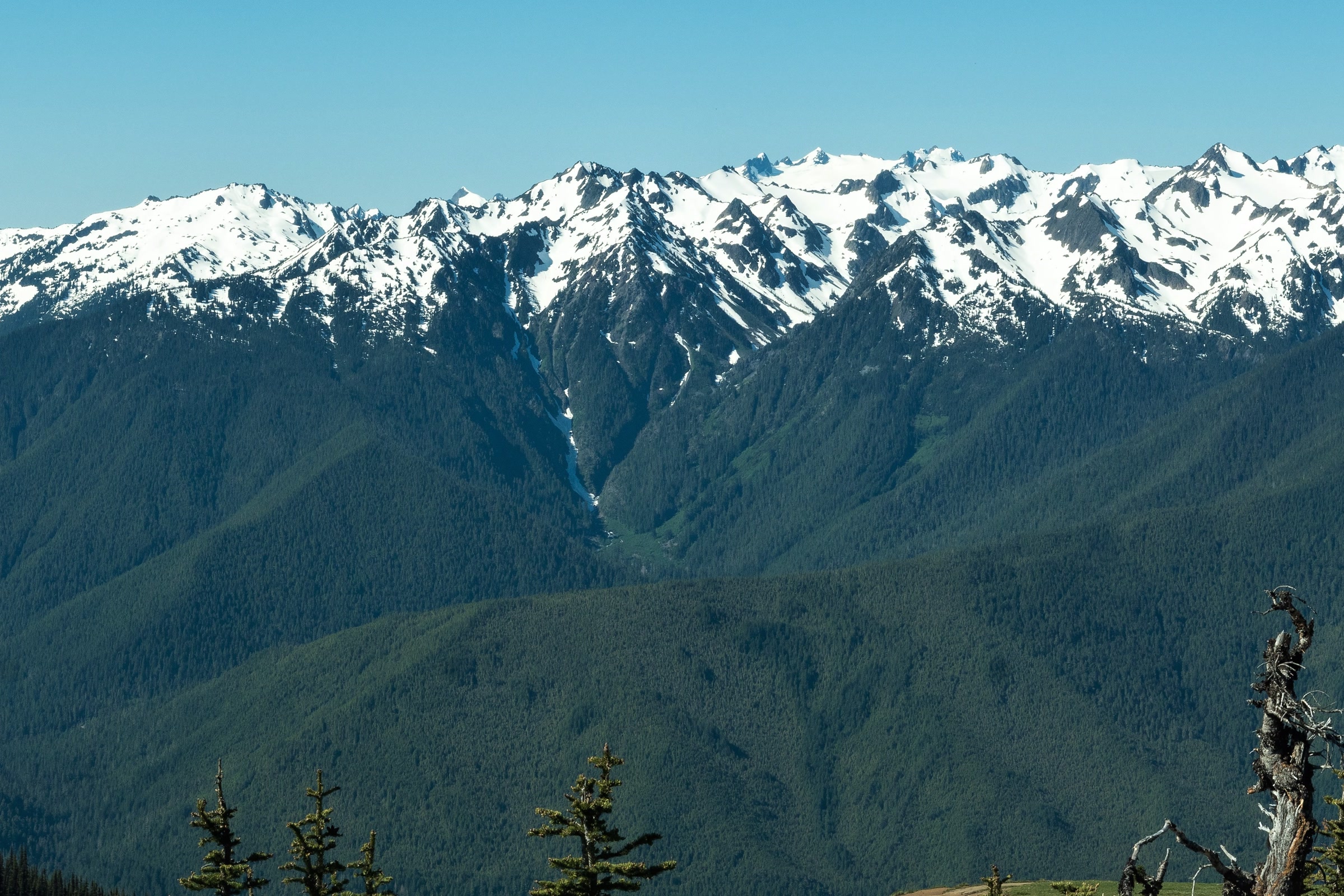 Snow covered peaks of the Bailey Range above deep green forested ridges, seen from Hurricane Hill on a clear day