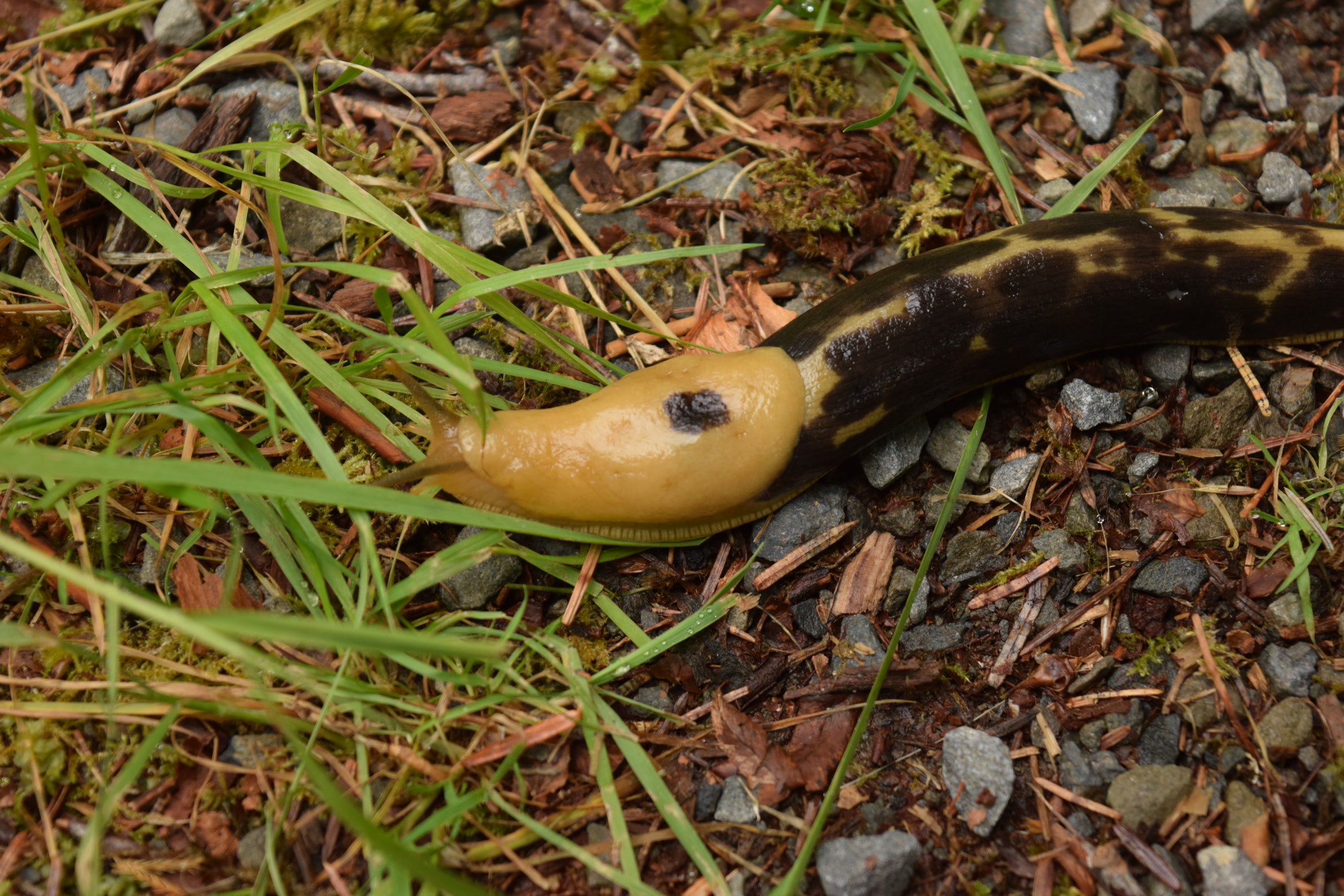 A banana slug with a yellow head and dark brown blotched body crossing grass and gravel in the Hoh Rain Forest, Olympic National Park