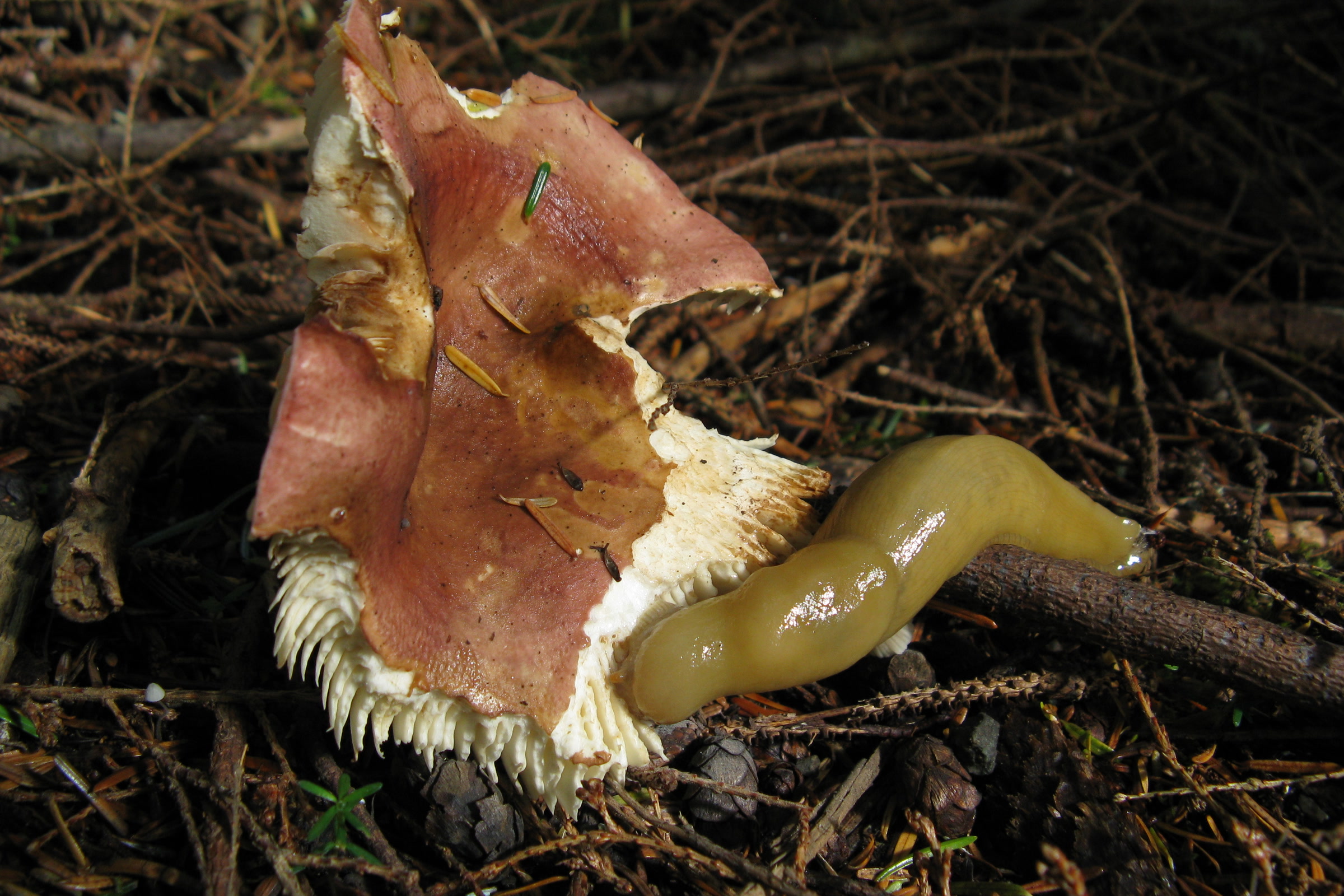 A yellow banana slug feeding at the edge of a half eaten red capped mushroom on the forest floor in Olympic National Park
