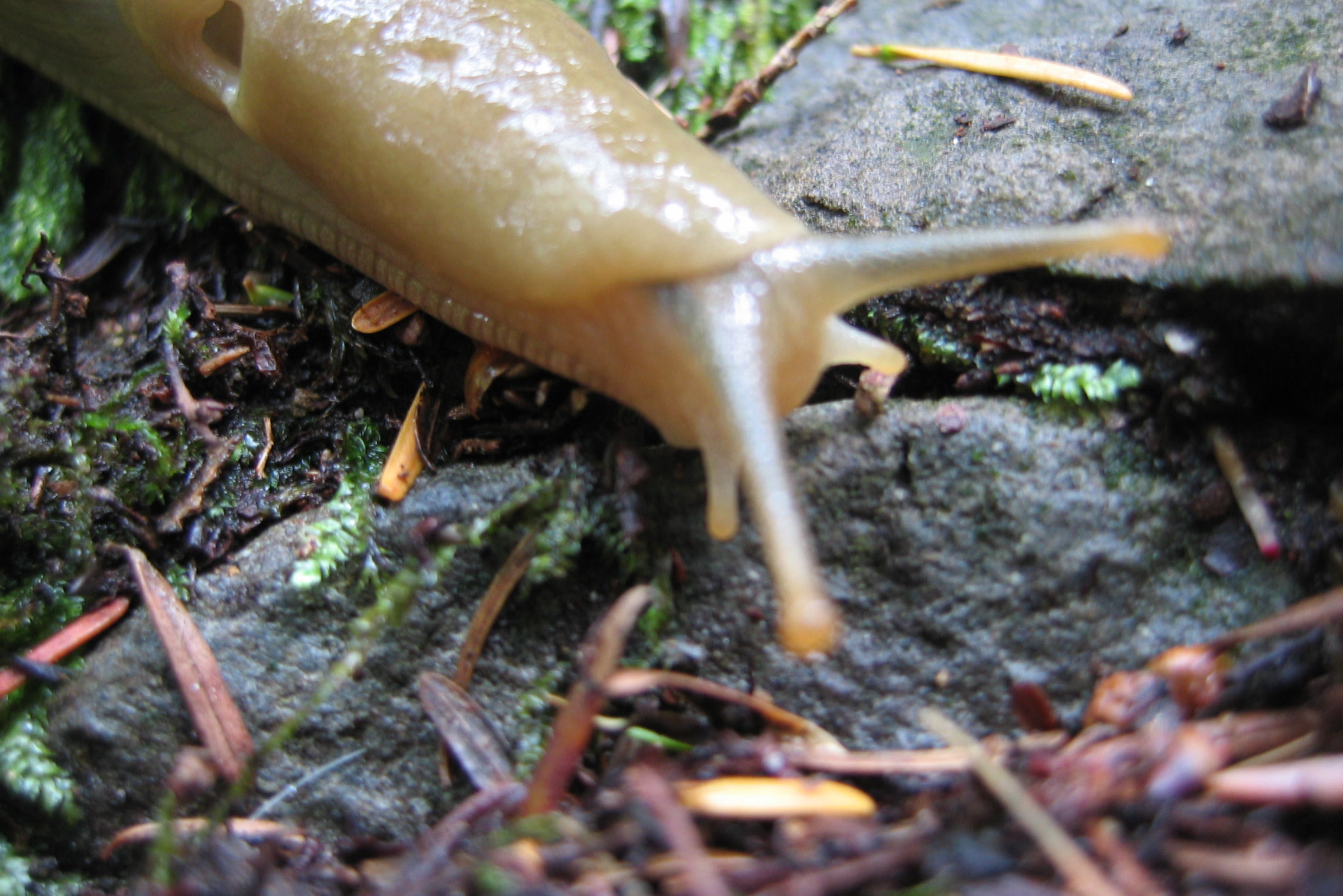 Close view of a pale yellow banana slug head showing its long upper tentacles, short lower tentacles and breathing pore, photographed in North Bend, Washington