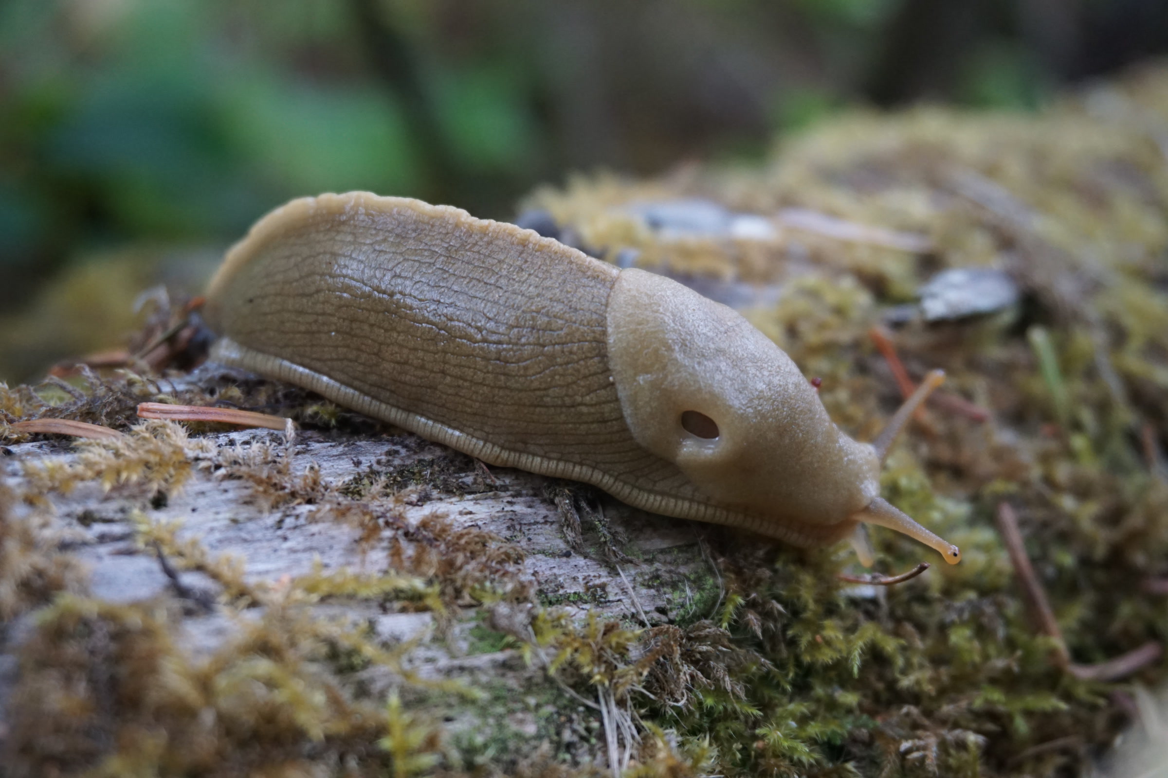 A plump yellow banana slug stretching its eyestalks across a mossy log in Olympic National Park