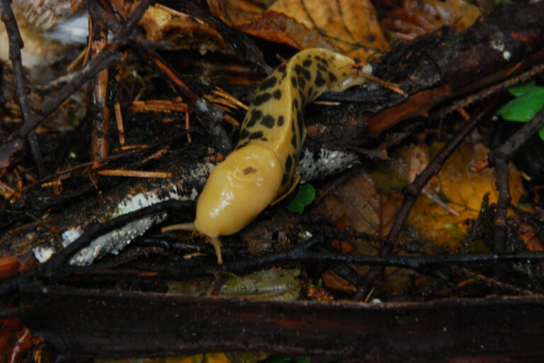 Banana Slugs of the Olympic Peninsula