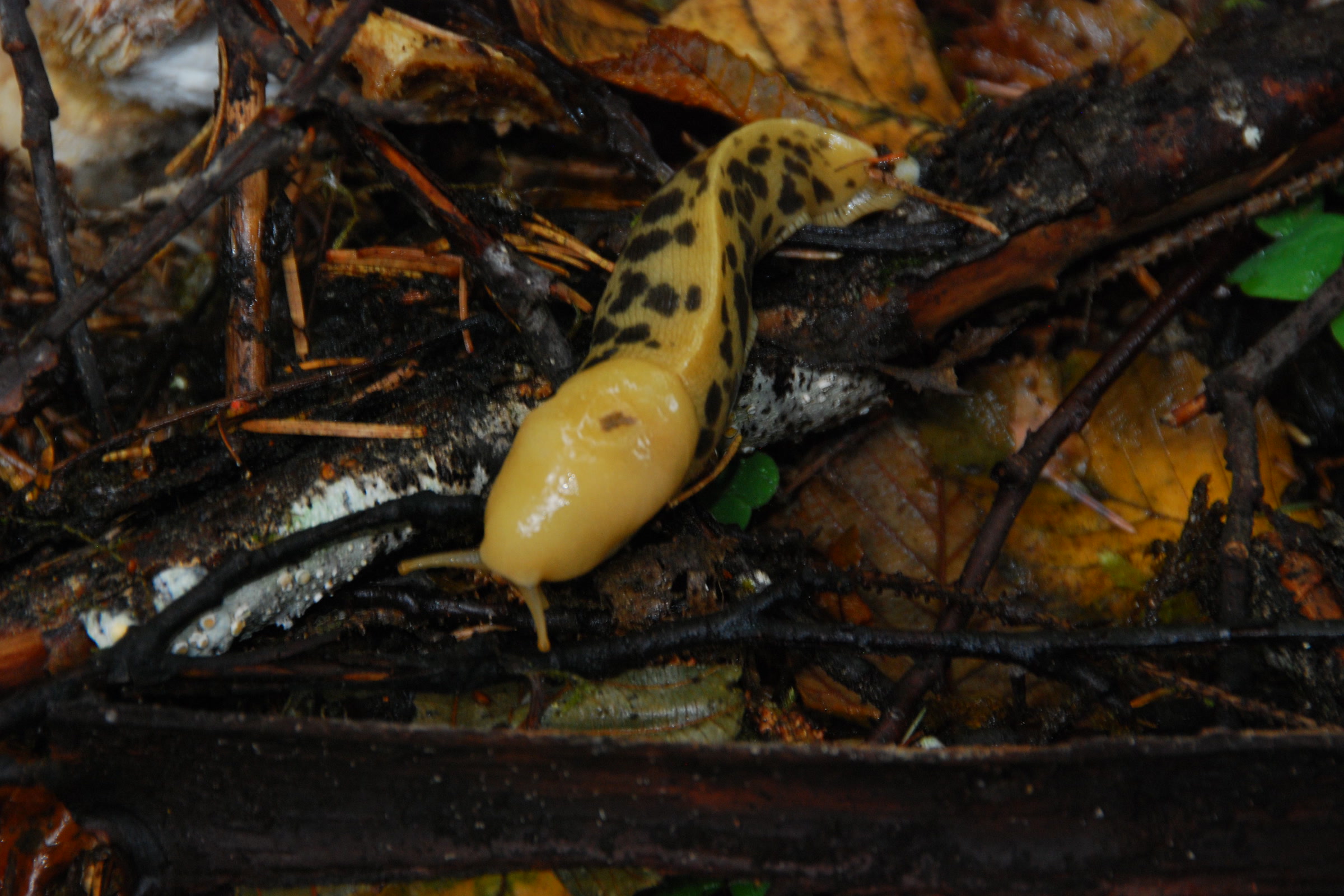 A bright yellow banana slug with black spots crawling over dark twigs and leaf litter in the Hoh Rain Forest