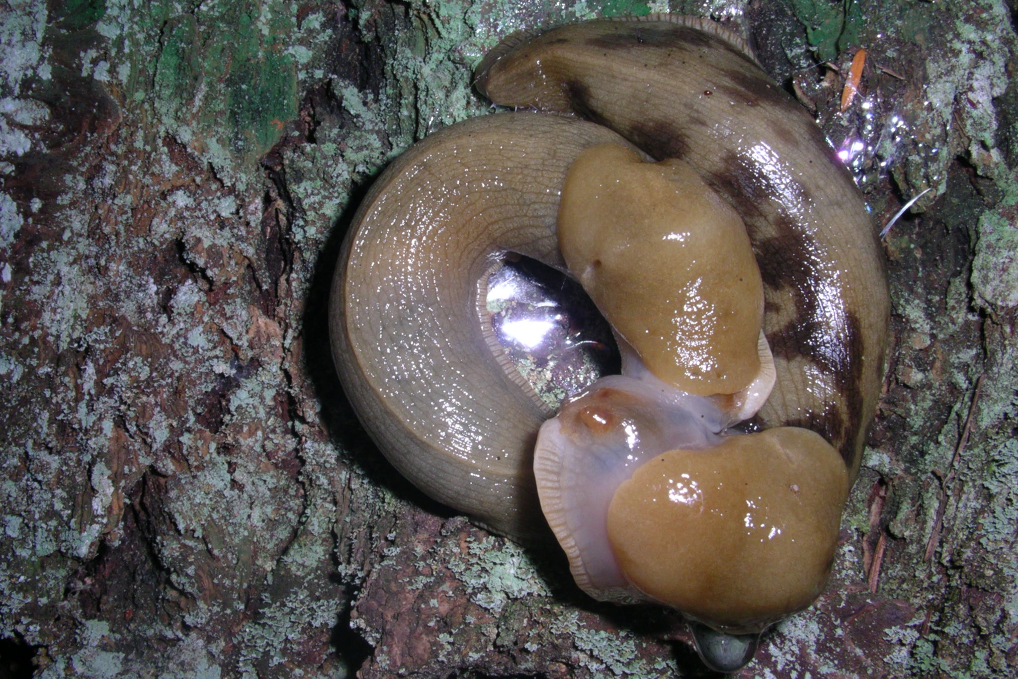 Two banana slugs coiled together in a mating circle on a lichen covered log in the Puget Sound area of Washington