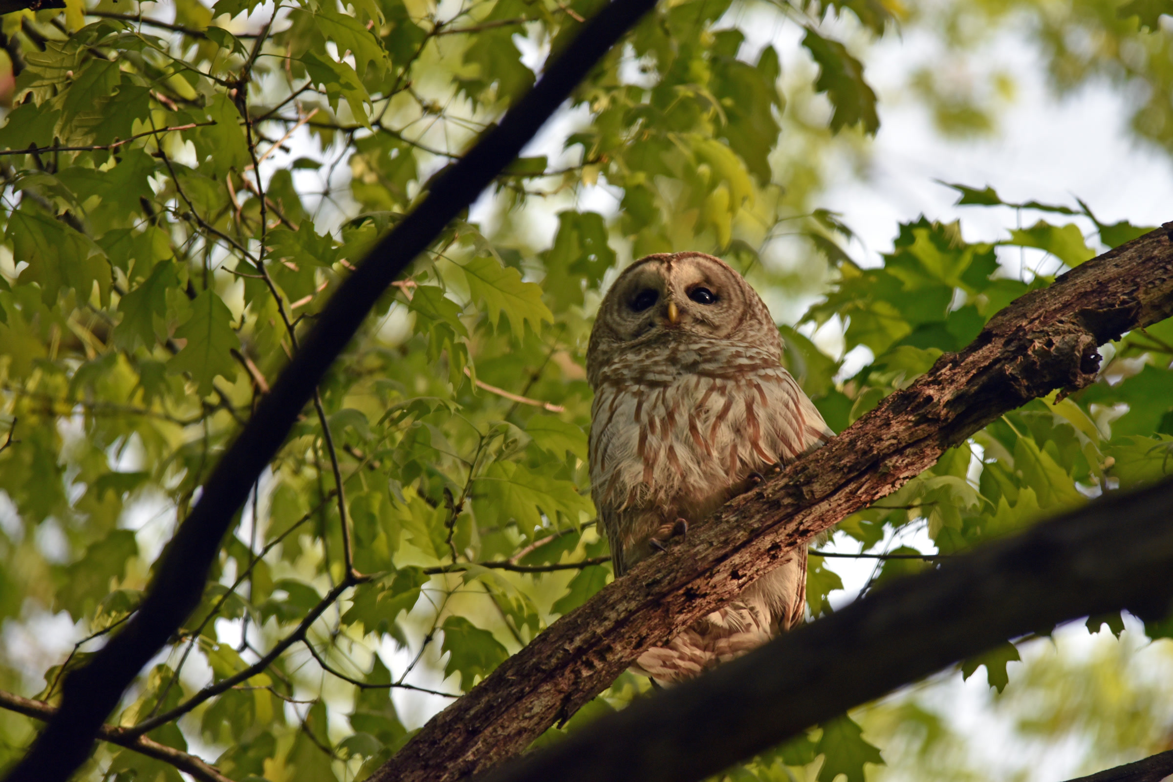 A barred owl with dark eyes and streaked grey brown feathers perched among leafy branches, photographed in the Midwest