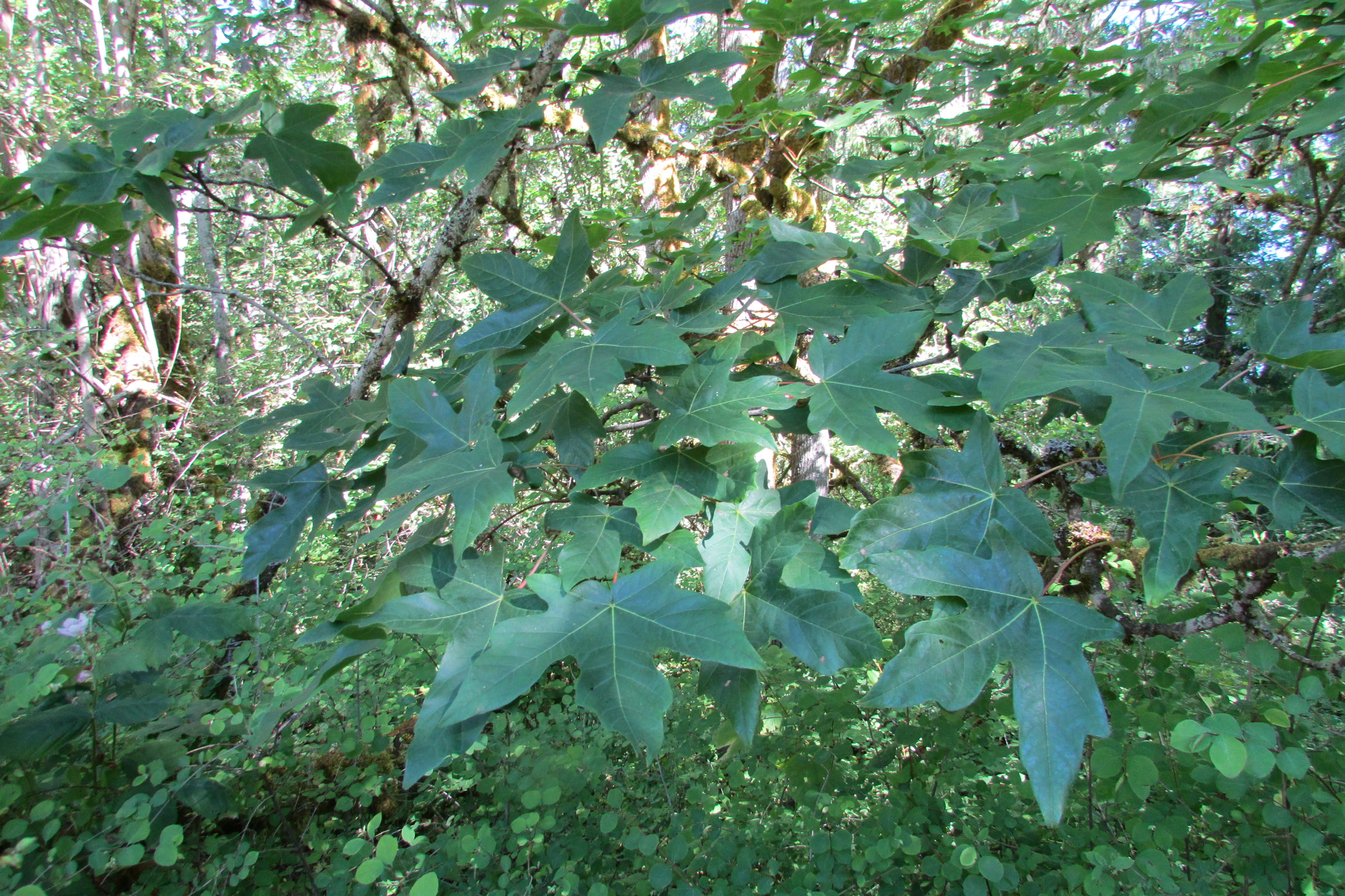 Broad, deeply lobed bigleaf maple leaves on the Living Forest Nature Trail at the Olympic National Park Visitor Center in Port Angeles