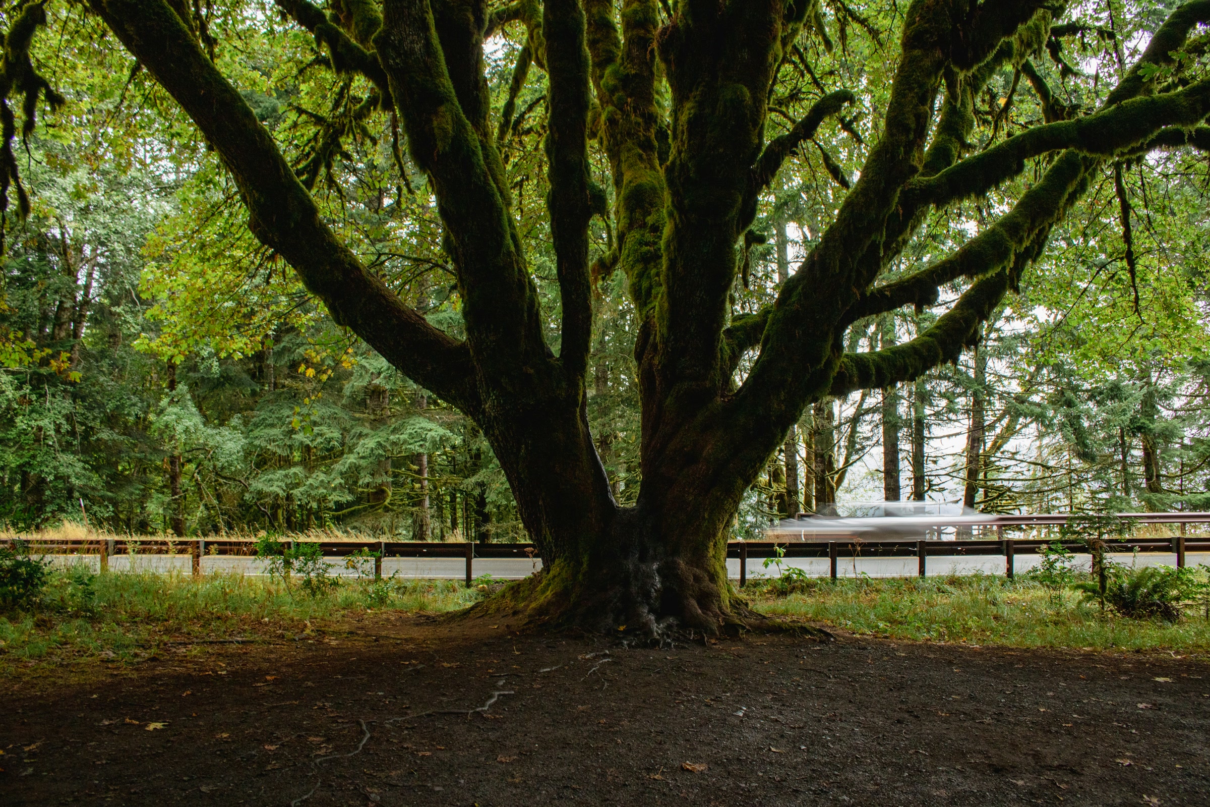A huge moss-covered bigleaf maple spreads its limbs near the Marymere Falls trailhead at Lake Crescent