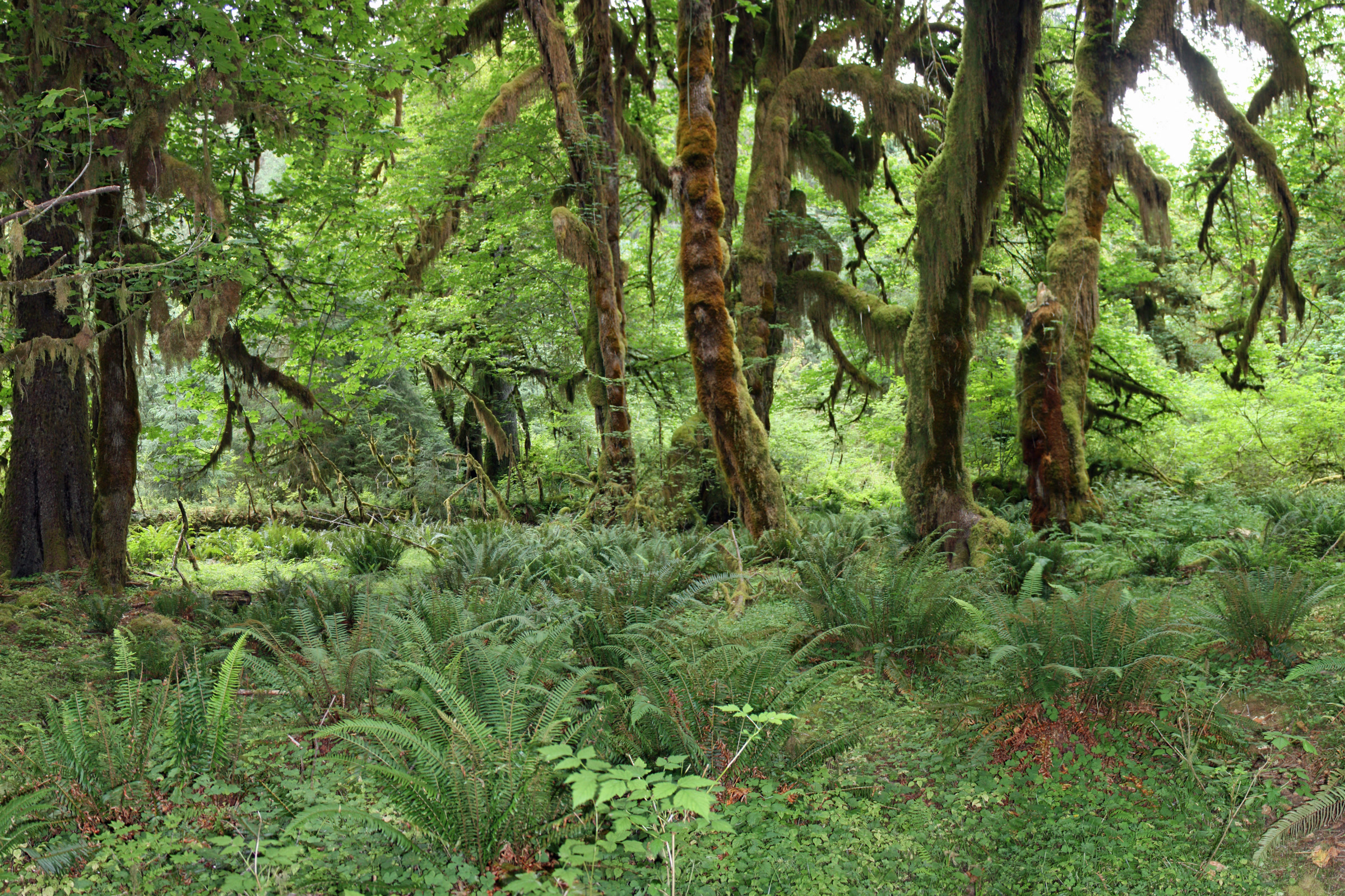 Bigleaf maples draped in spikemoss and licorice ferns above a fern-covered forest floor in the Hoh valley