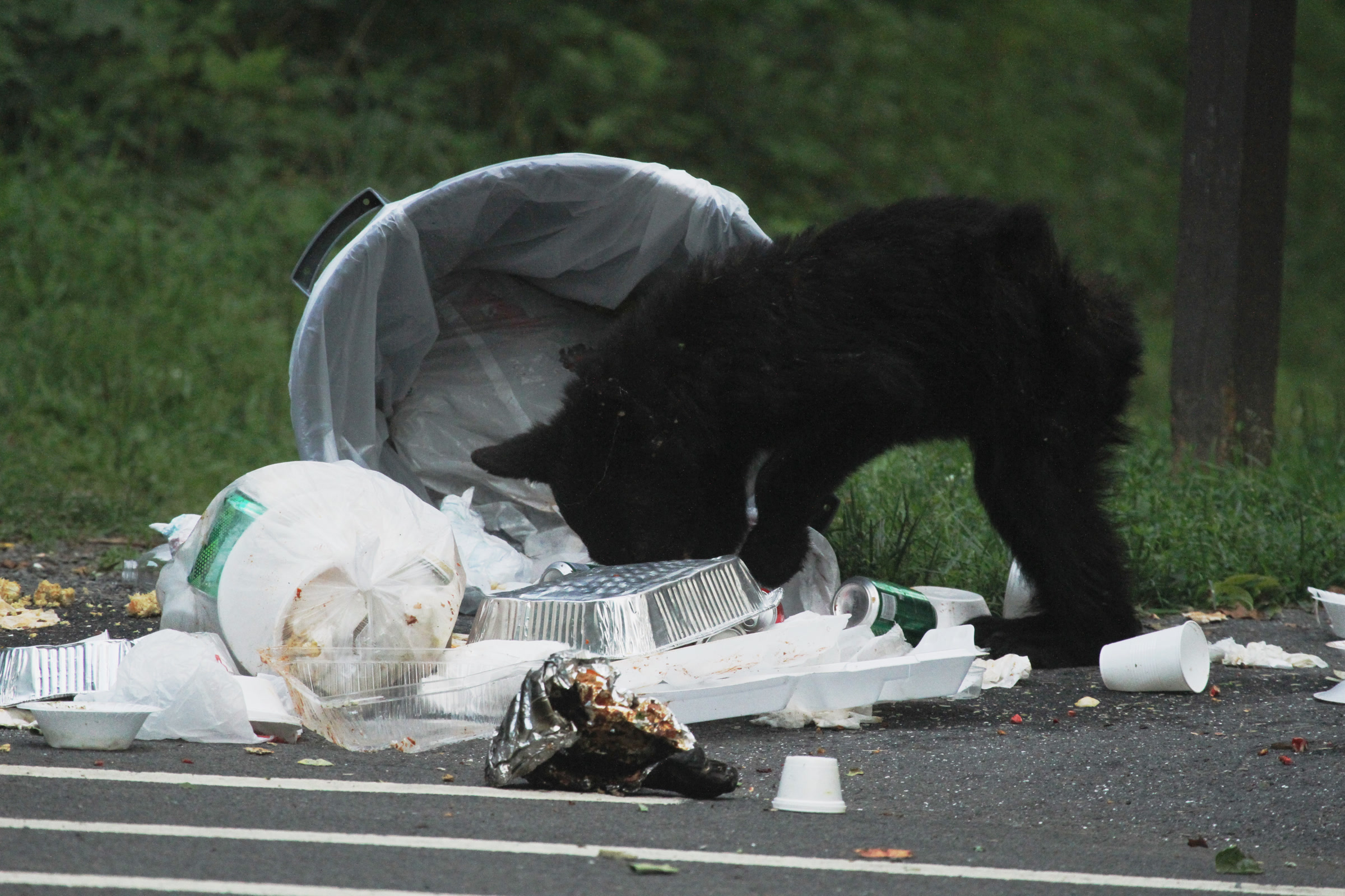 A black bear with its head in a tipped over trash can, surrounded by scattered food containers at a campground in Shenandoah National Park