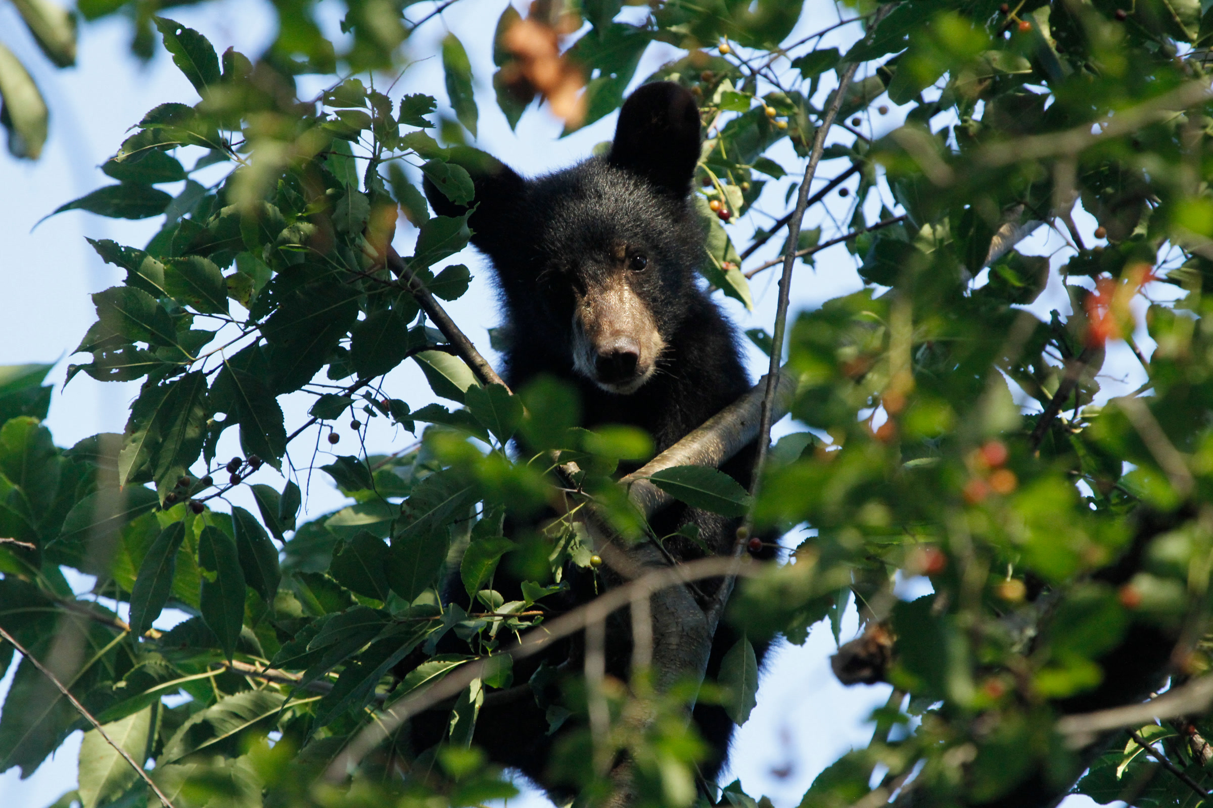 A young black bear perched high in a leafy tree in Shenandoah National Park