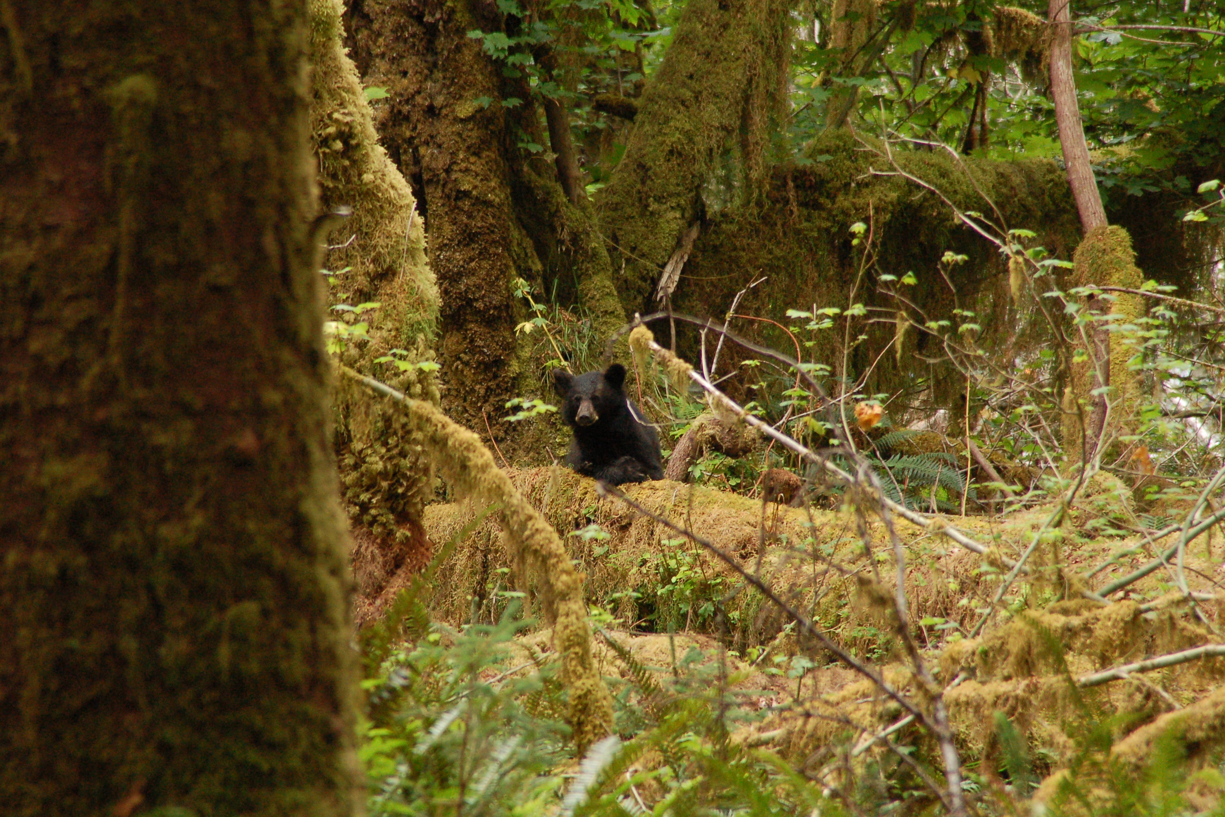 A small black bear half hidden among mossy trunks and ferns in the Hoh Rain Forest