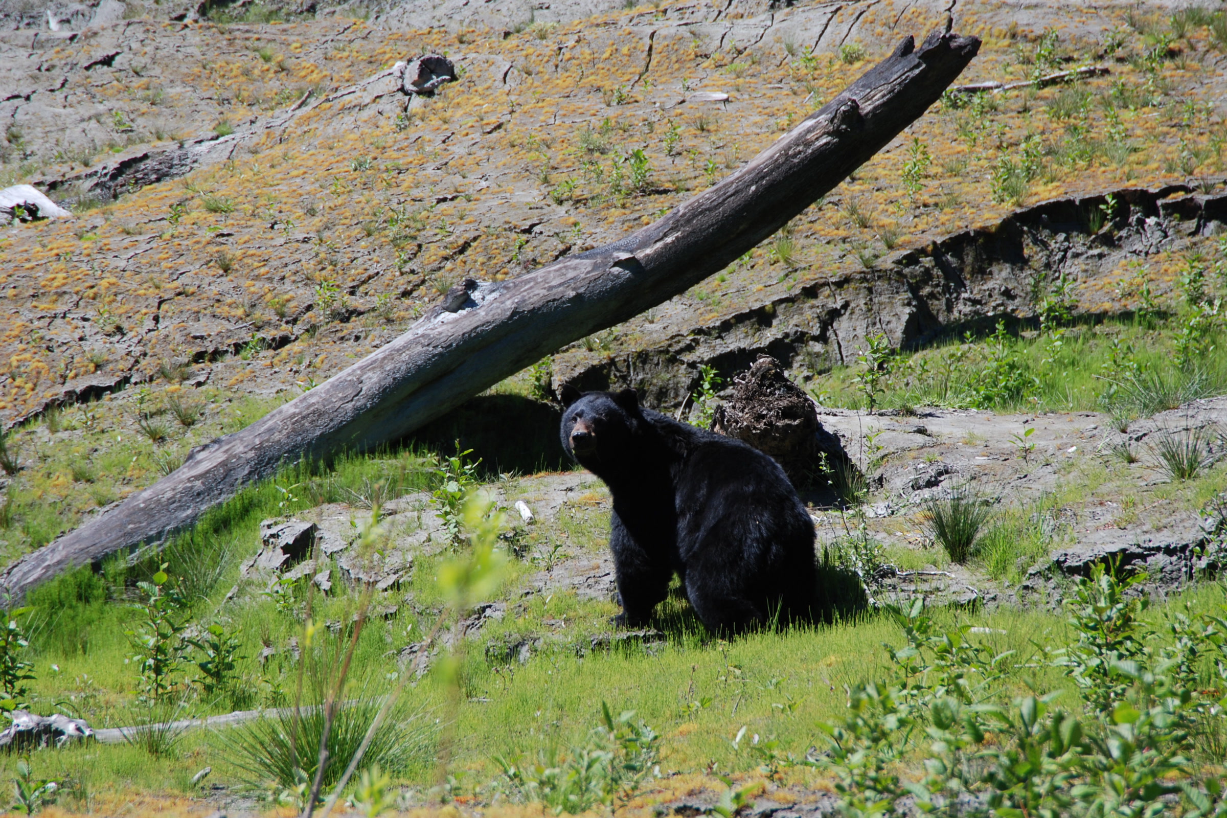 A black bear among low plants and a fallen log at Lake Mills in the Elwha valley, photographed in May 2013