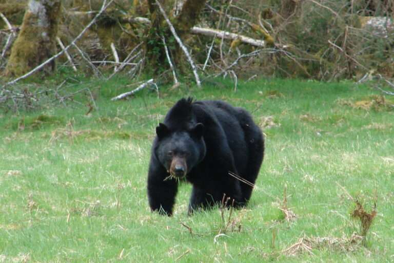 Black Bears in Olympic National Park: Staying Safe