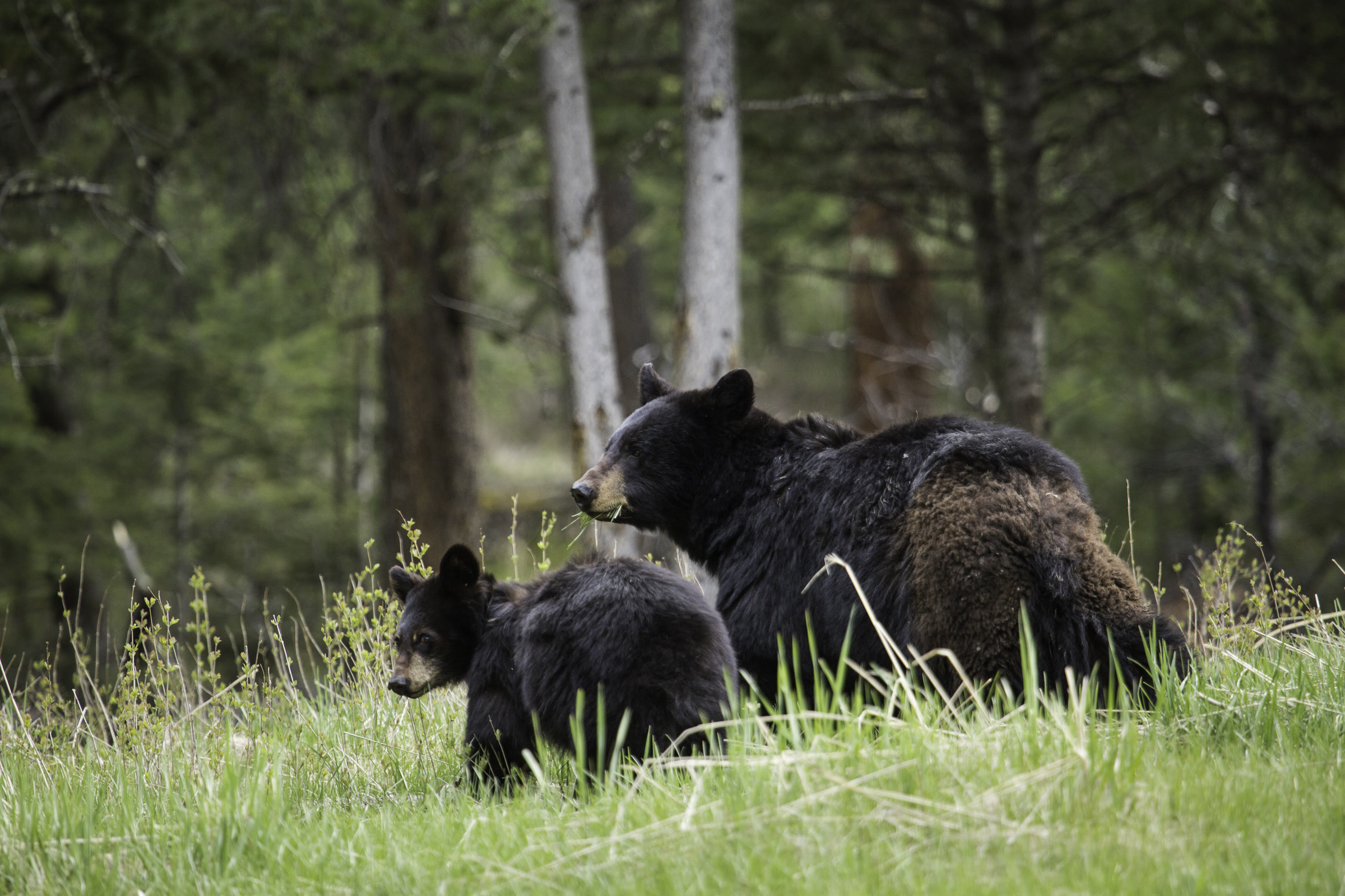 A black bear mother with her cub in tall grass at the edge of a pine forest near Tower Fall in Yellowstone National Park