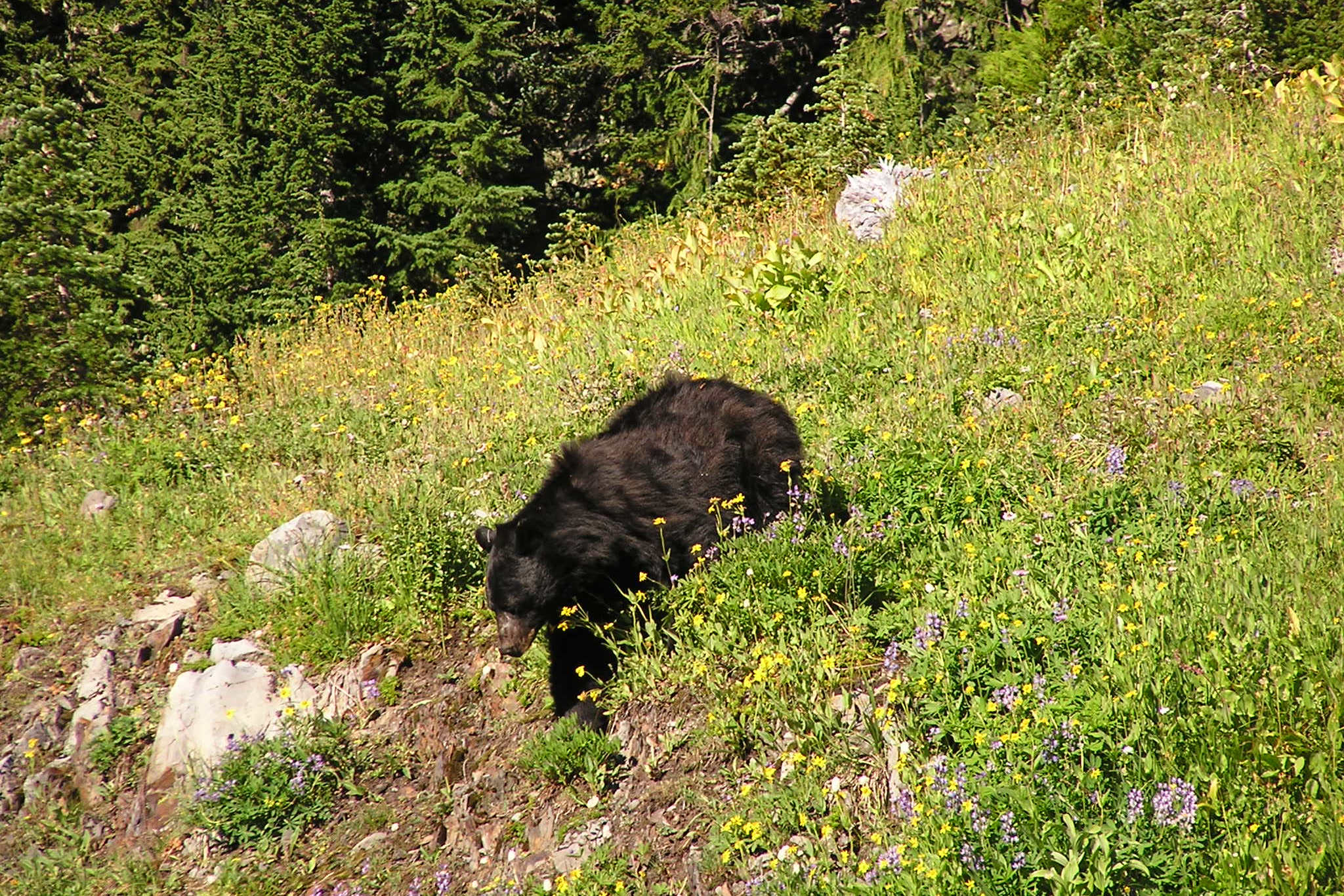 A black bear feeding on a steep subalpine slope of grass and wildflowers near Heart Lake in Olympic National Park