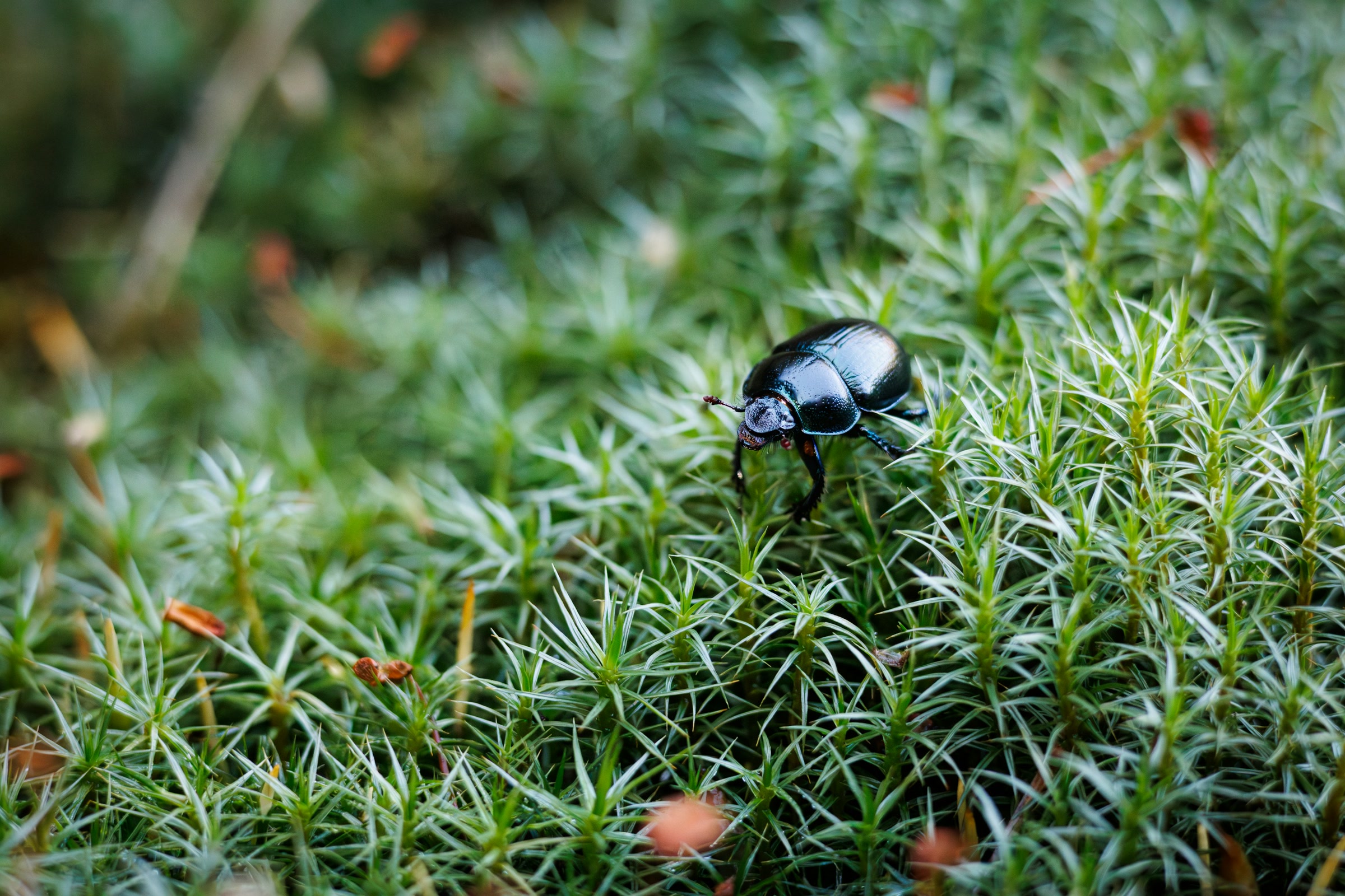 A shiny black beetle climbing over a cushion of green haircap moss on the forest floor