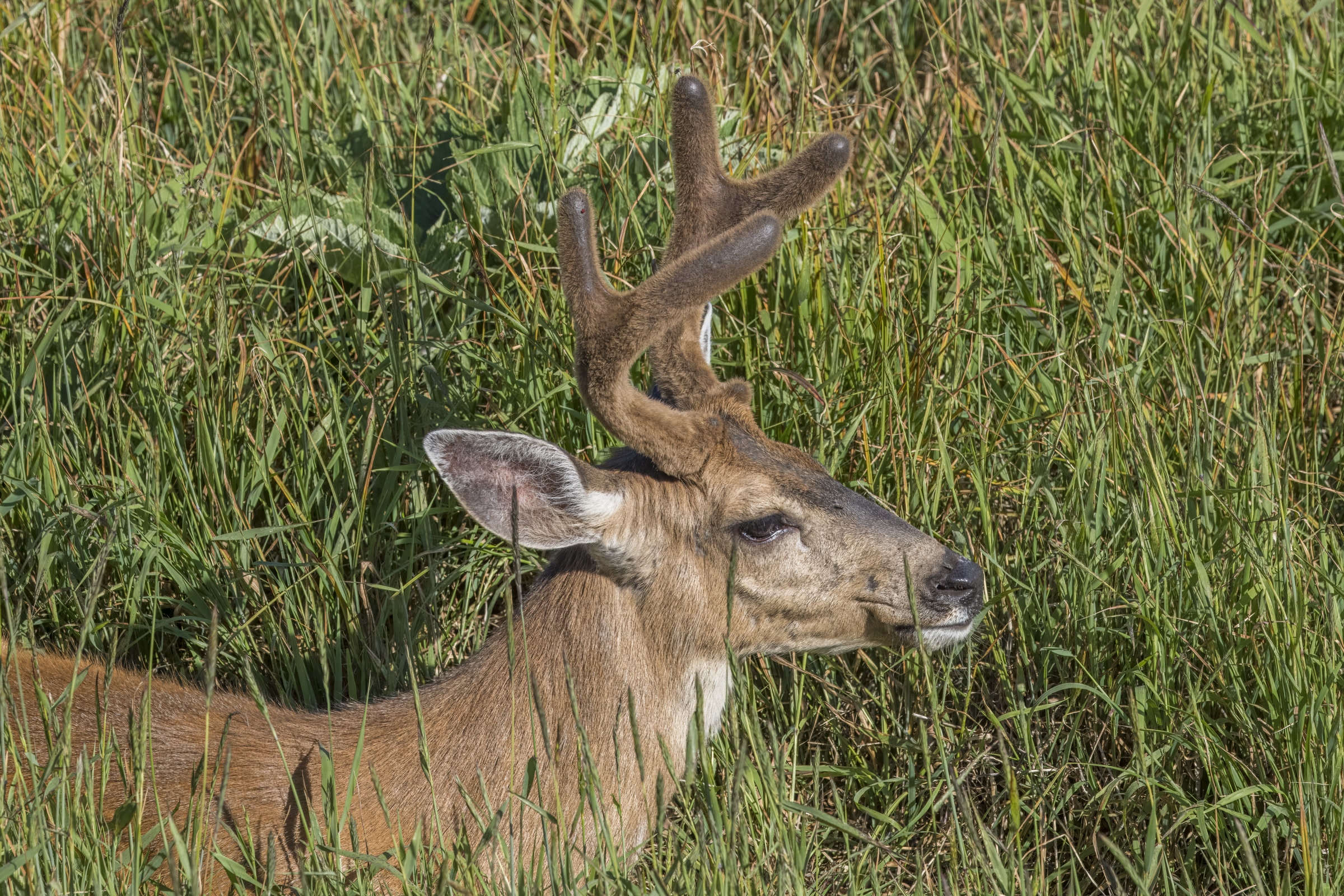 A Columbian black-tailed deer buck with antlers in velvet feeding in tall grass at Hurricane Ridge in Olympic National Park