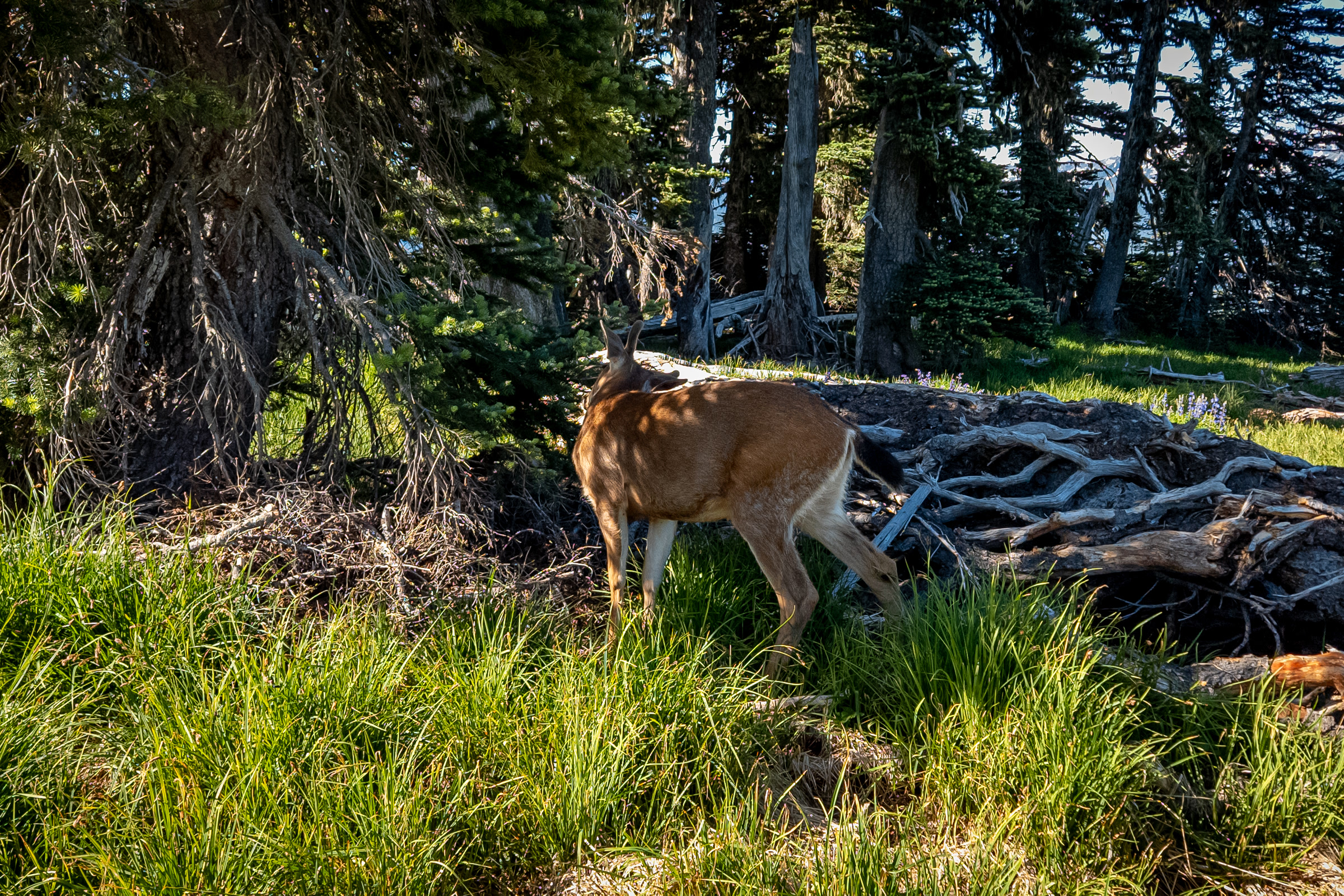 A black-tailed deer grazing in sunlit summer grass beside a weathered log at the edge of the subalpine forest at Hurricane Ridge