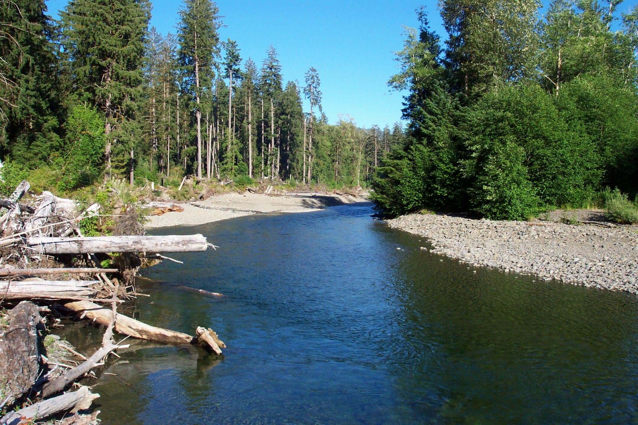 The clear Bogachiel River curves past a gravel bar and driftwood, lined with tall conifers and alders under a blue sky