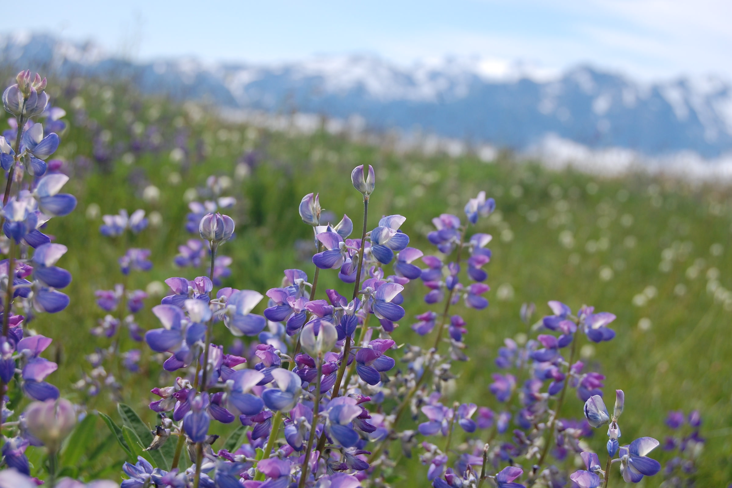 Spikes of purple broadleaf lupine in a green meadow on Hurricane Ridge in August, with snowy peaks blurred behind