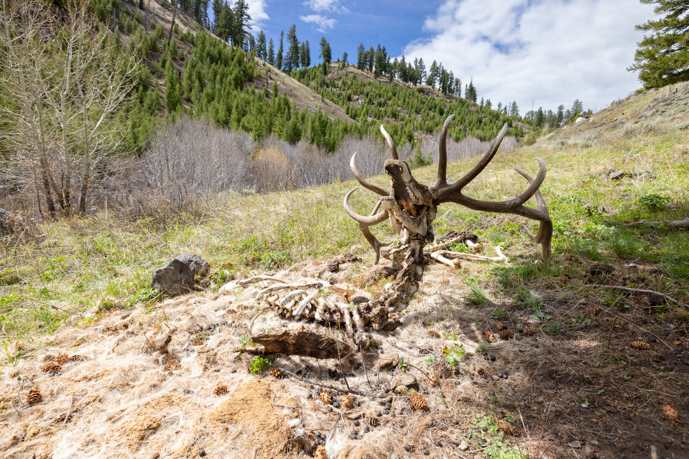 The bones and antlers of a bull elk at a mountain lion kill site on a grassy slope in Yellowstone National Park