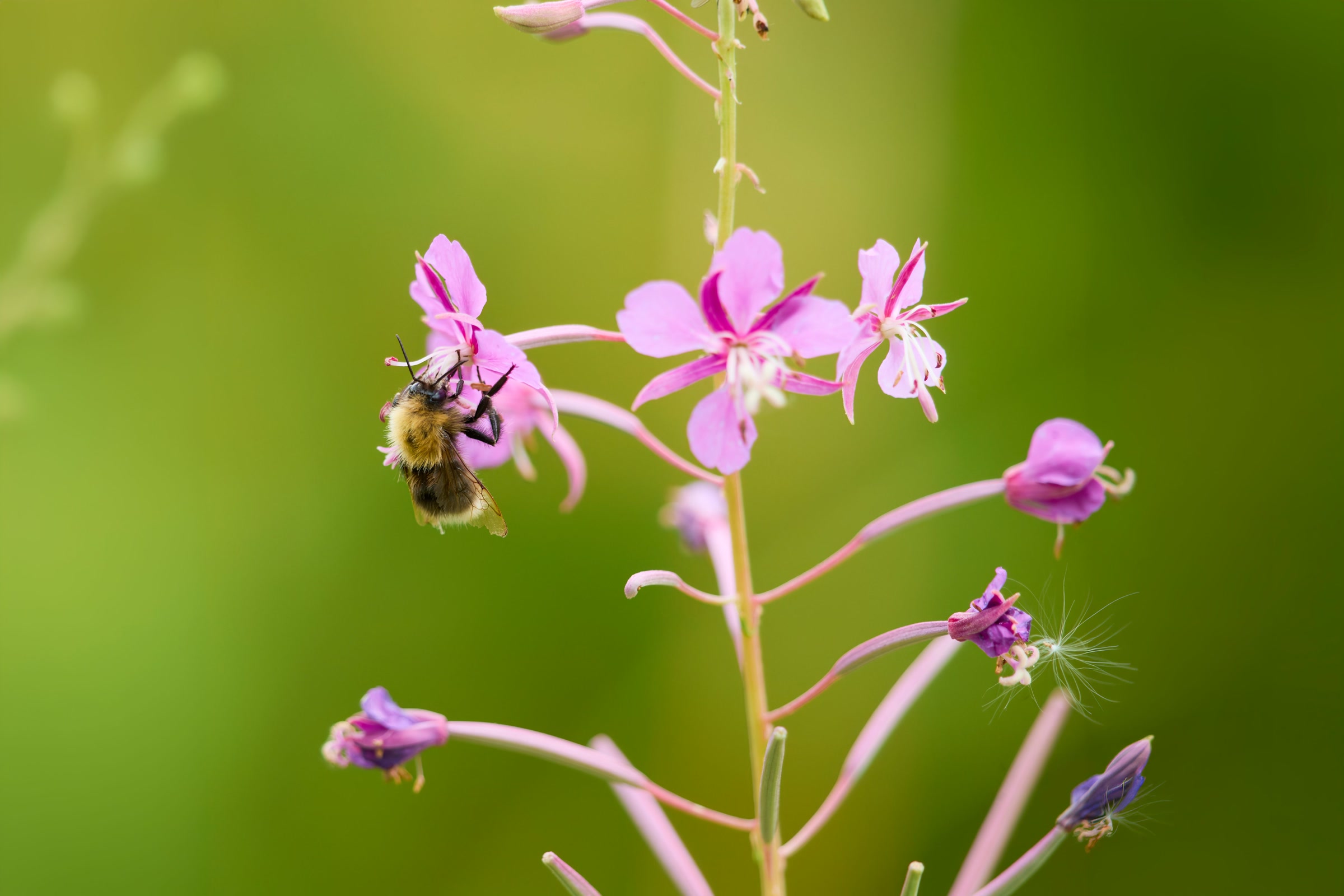 A bumblebee hanging from a pink fireweed blossom on a tall flower stalk against a soft green background