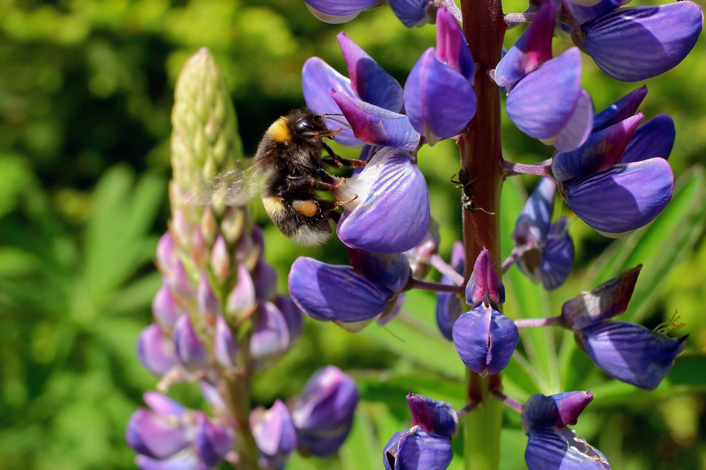 A fuzzy bumblebee gathering nectar from a spike of purple lupine flowers in sunlight