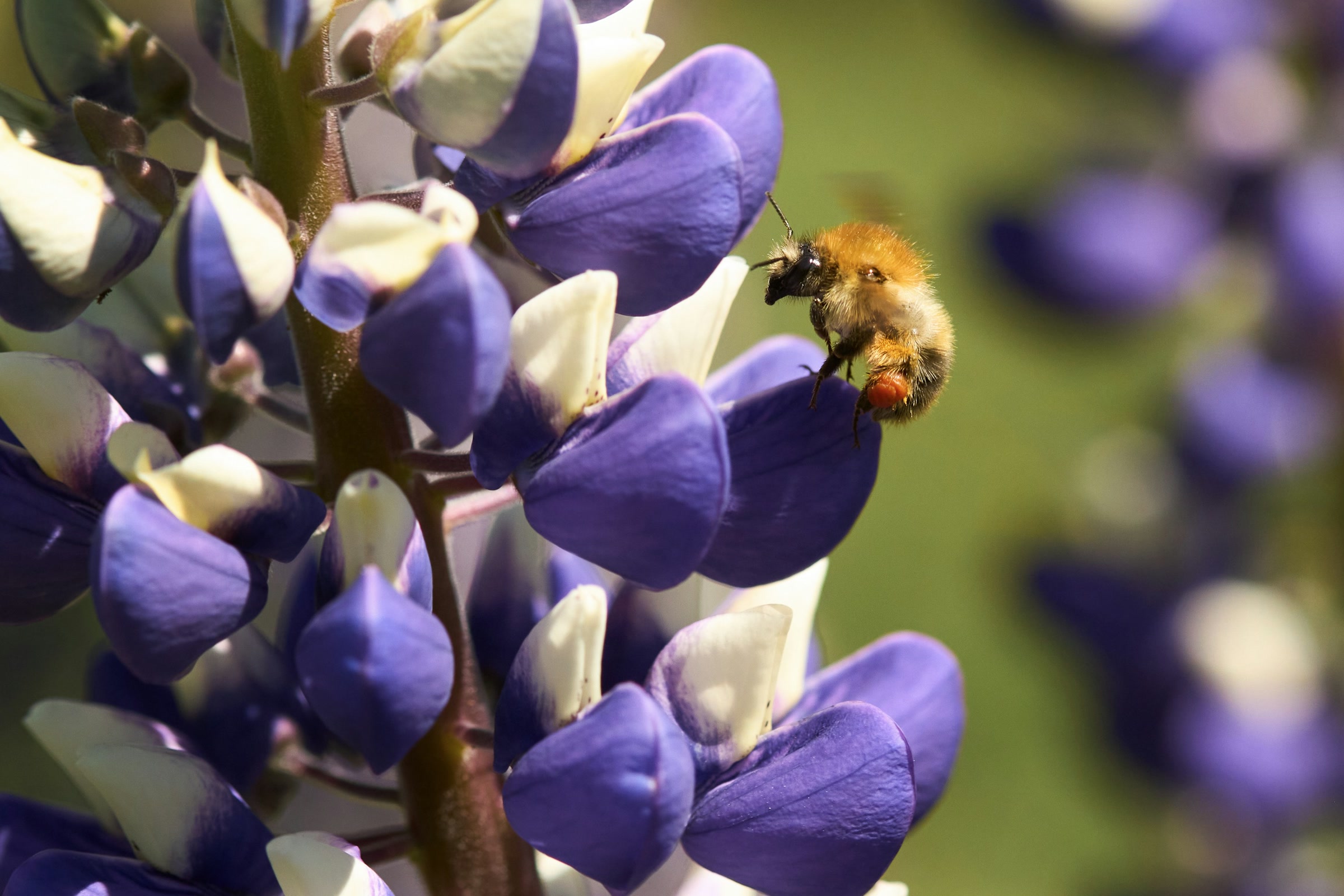 A fuzzy bumblebee carrying orange pollen on a spike of purple and white lupine flowers