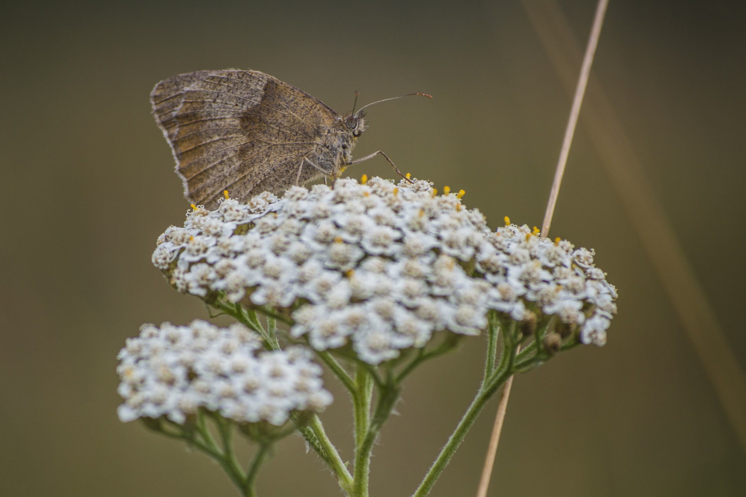 A brown butterfly resting on a flat-topped cluster of white yarrow flowers