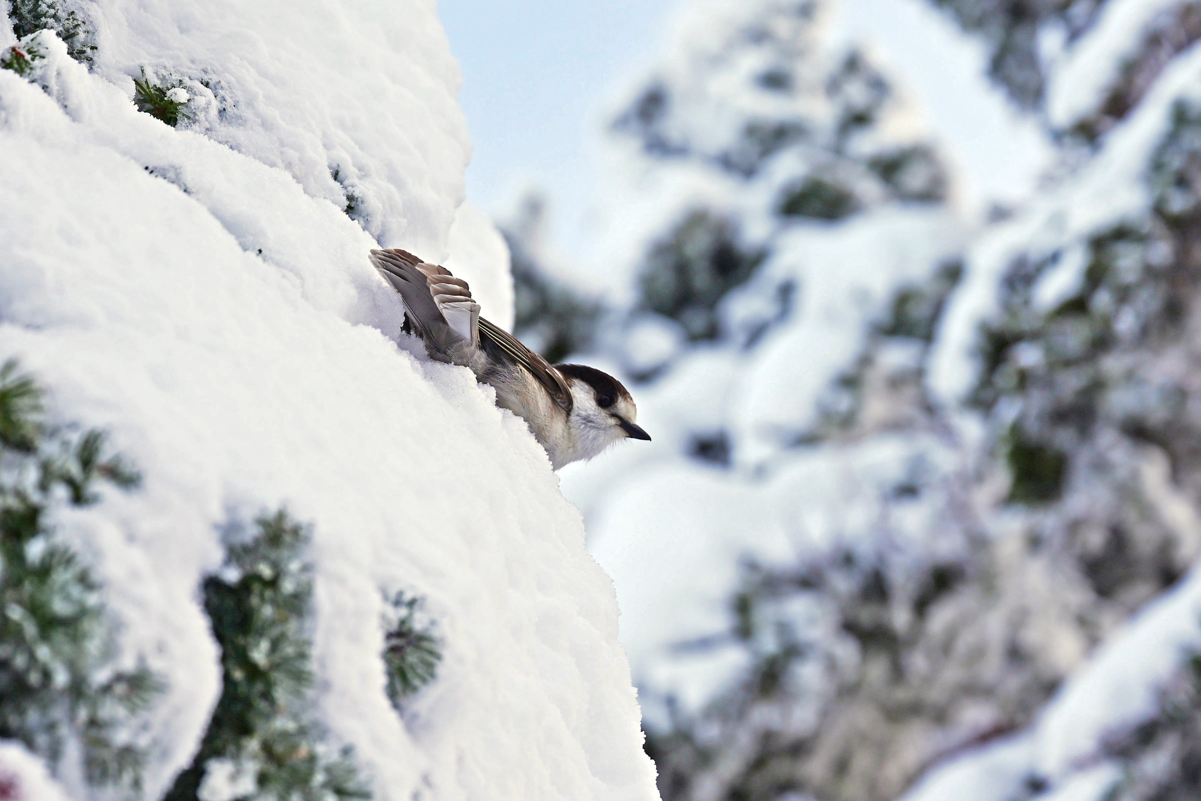 A grey and white Canada jay perched among snow covered conifer branches at Hurricane Ridge in Olympic National Park