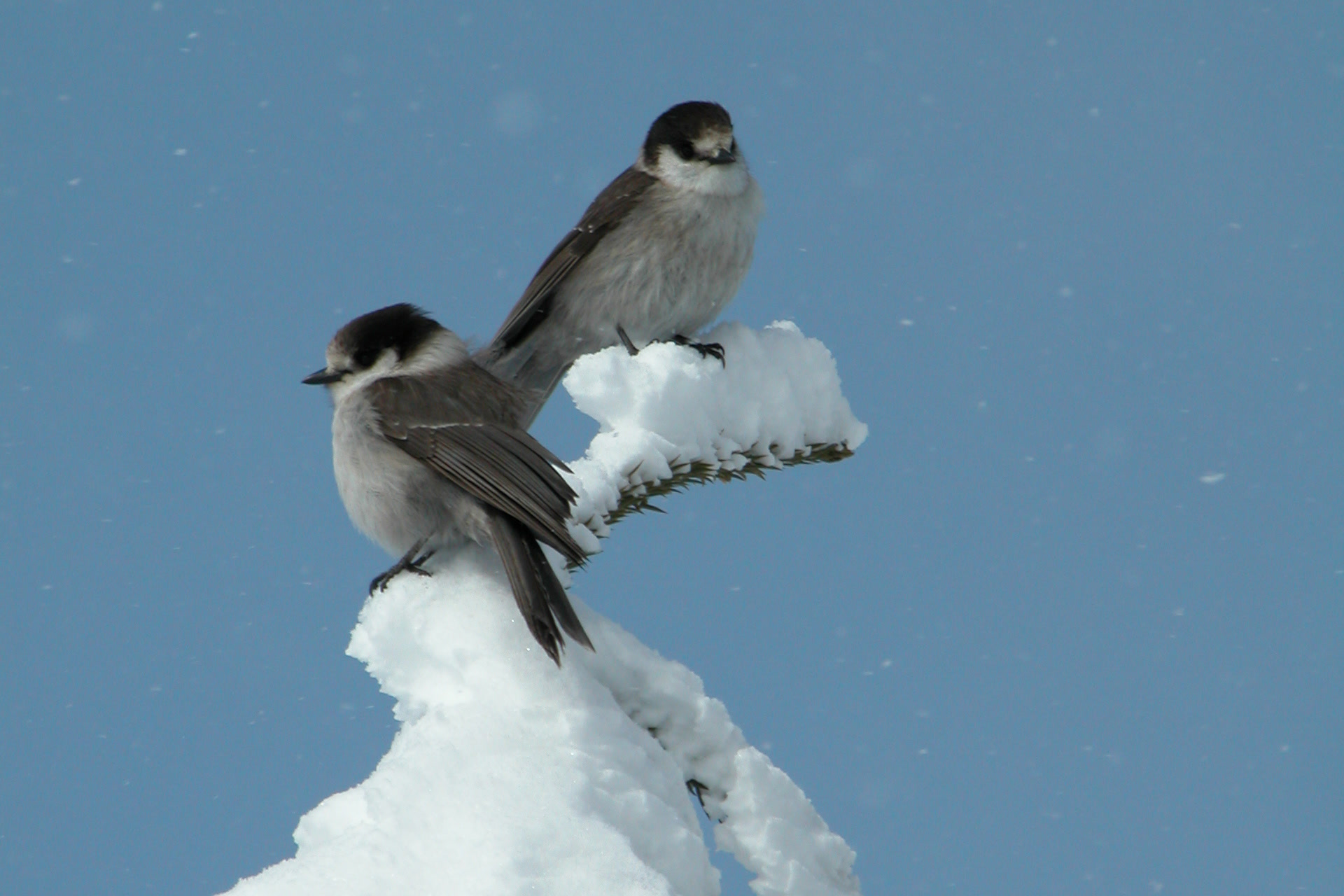 Two grey and white Canada jays perched on a snow covered treetop against a pale blue sky