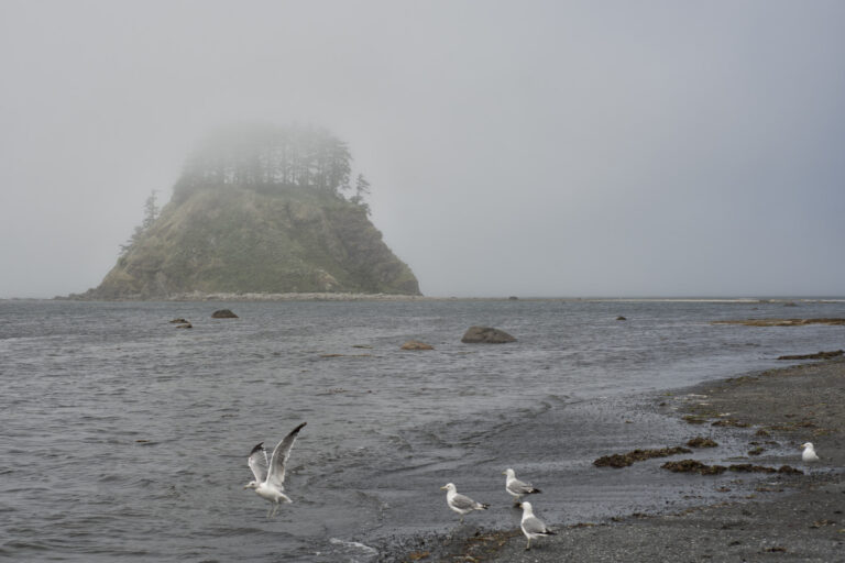 Ozette Triangle and Cape Alava: A Coastal Loop Guide