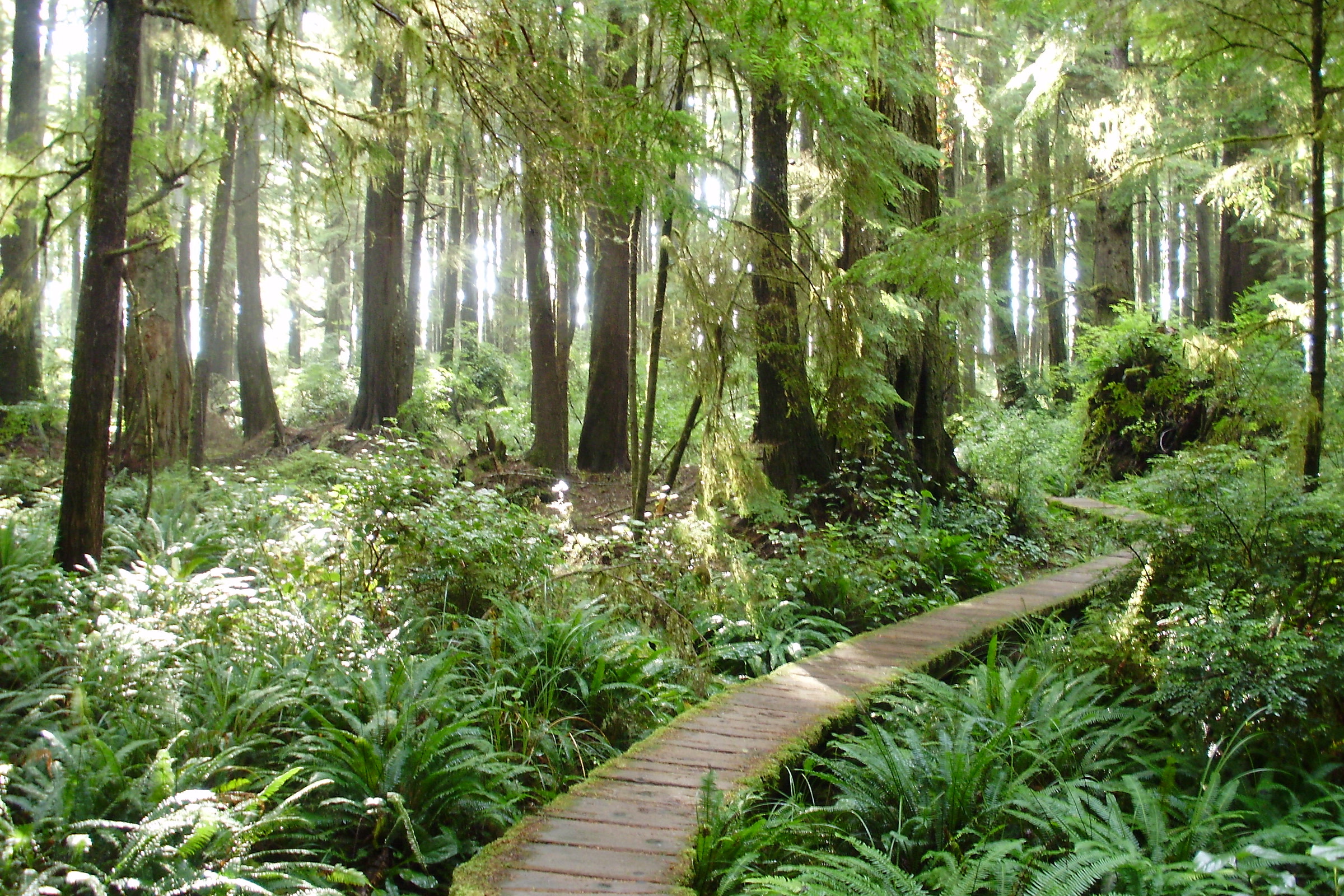 A weathered plank boardwalk curving through sword ferns and tall trees on the trail from Lake Ozette to the coast