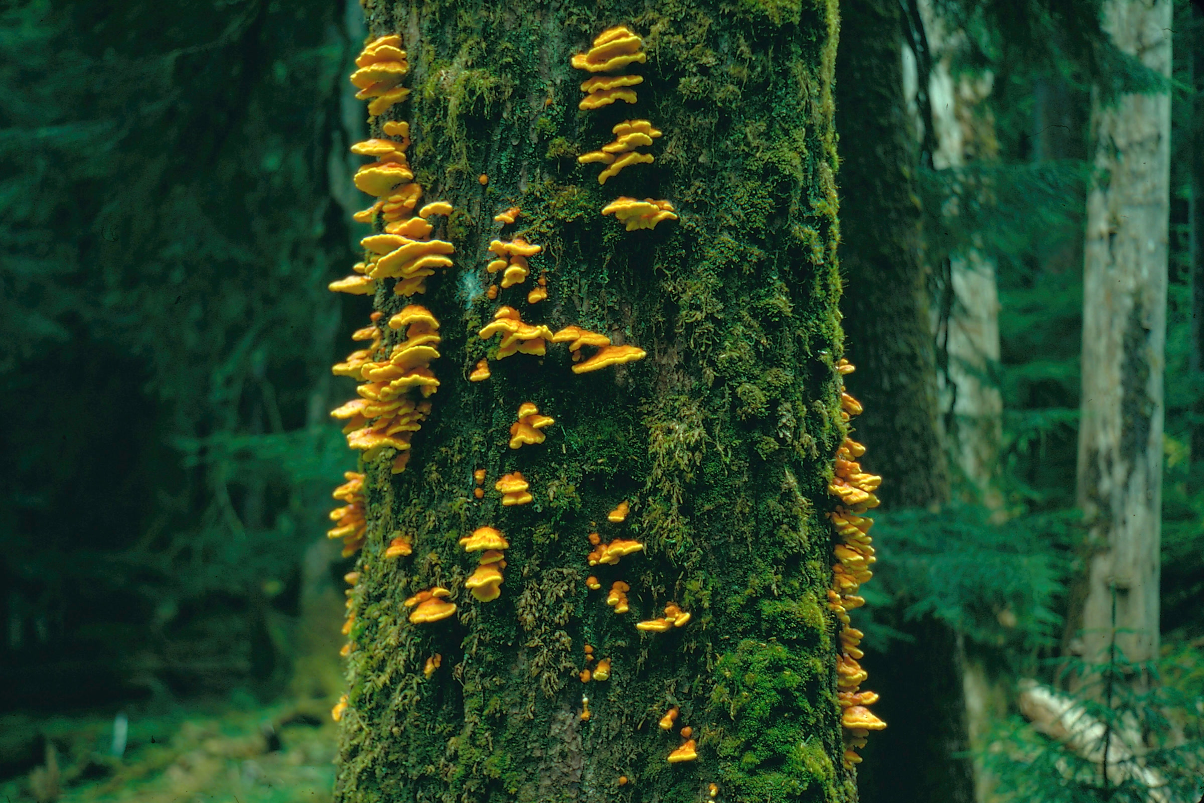 Bright yellow-orange chicken of the woods shelf fungus growing up a moss-covered tree trunk in Olympic National Park