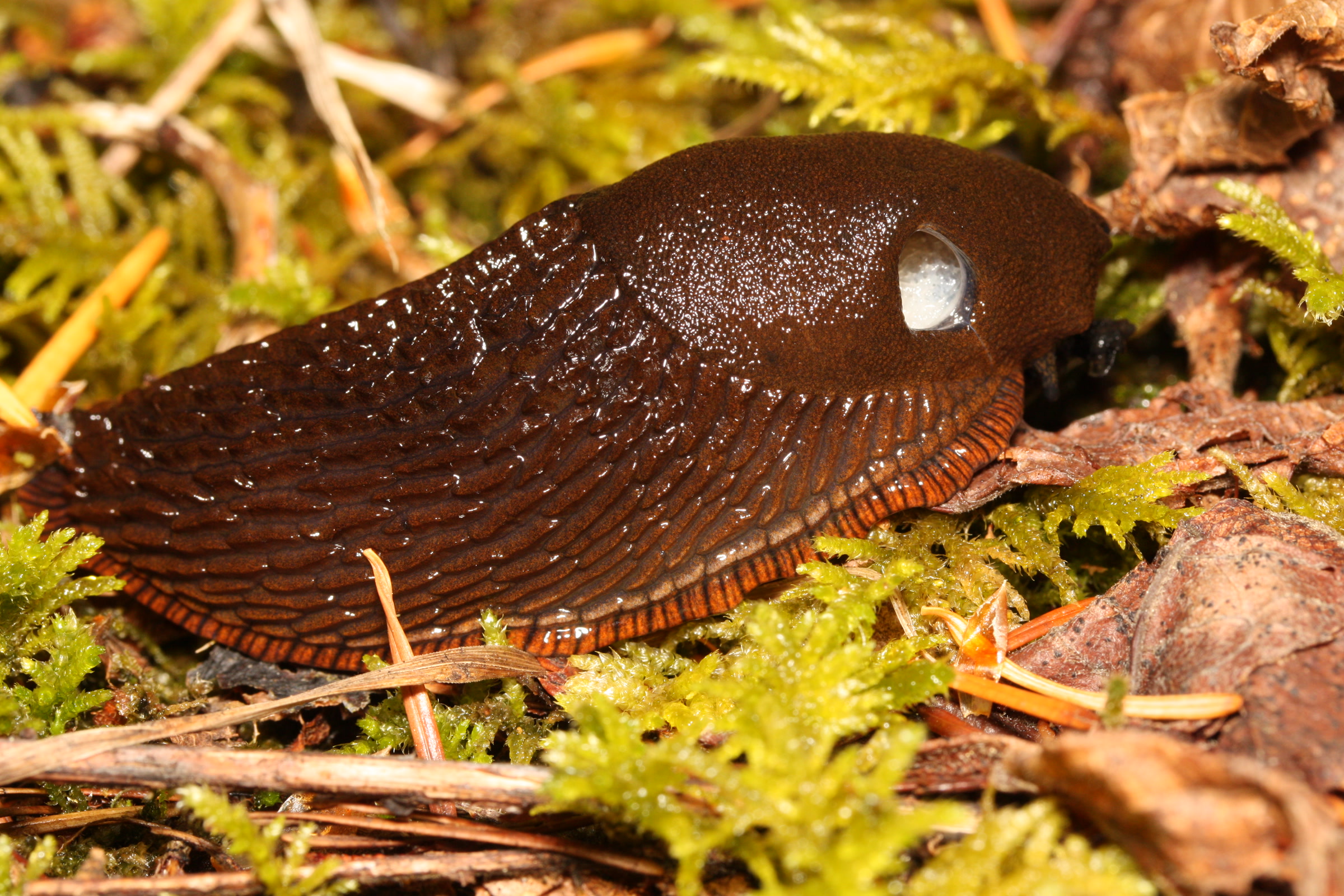 A glossy chocolate brown European slug, Arion rufus, with an orange edged foot on moss in Mount Baker Snoqualmie National Forest, Washington