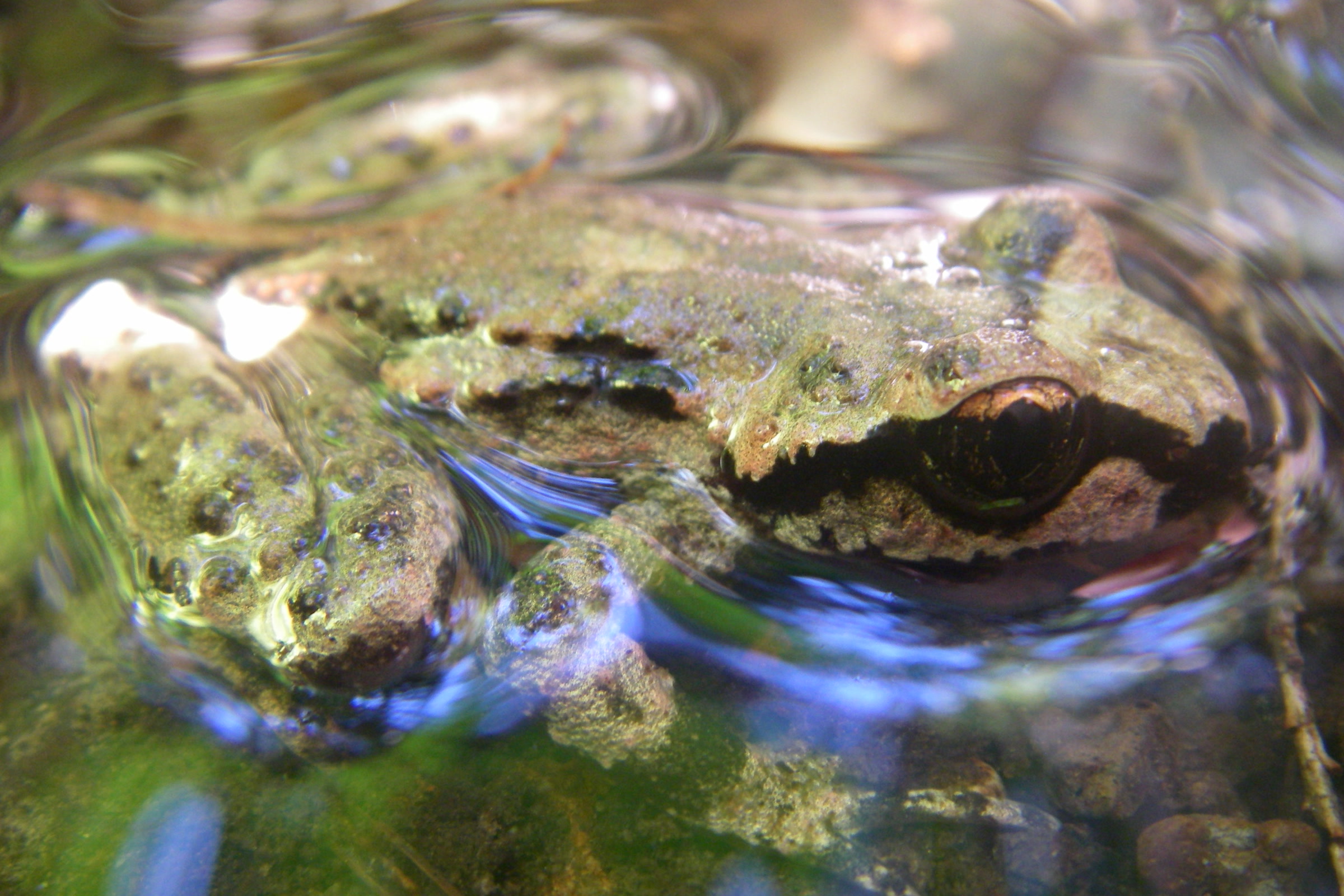A mottled brown and green coastal tailed frog sitting half underwater in a clear, rippling stream; the location is not recorded