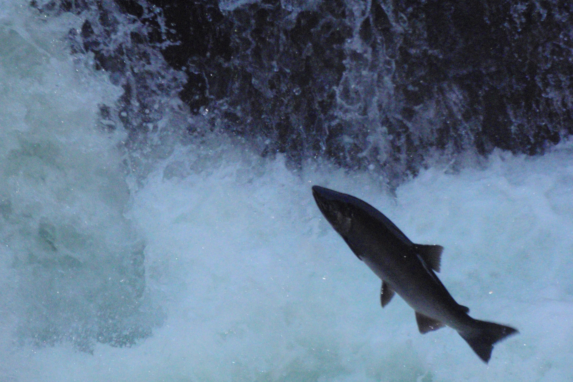 A coho salmon leaping clear of the white water at Salmon Cascades on the Sol Duc River