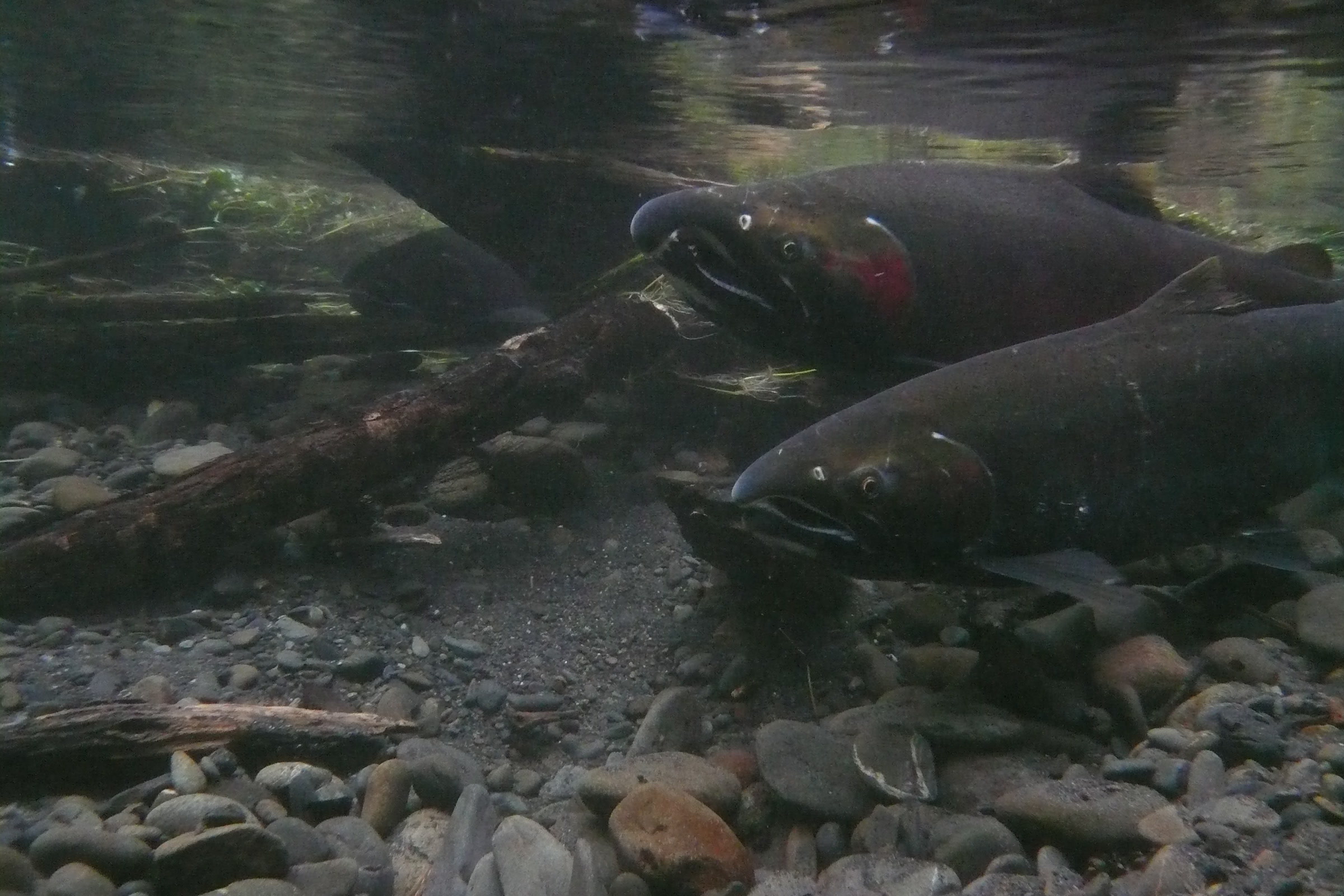 A pair of dark red spawning coho salmon over gravel and woody debris in Taft Creek, a small stream in the Hoh Rain Forest