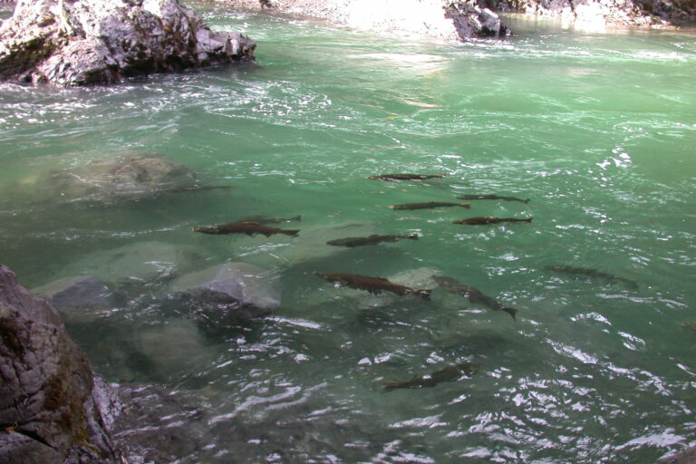 Where to See Salmon in Olympic National Park